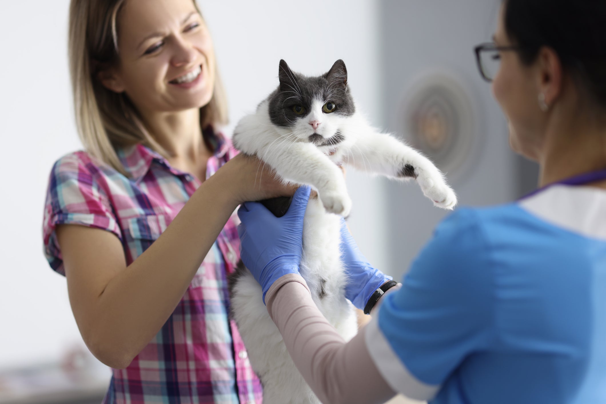 Tutora entregando gato branco e preto nas mãos de veterinária