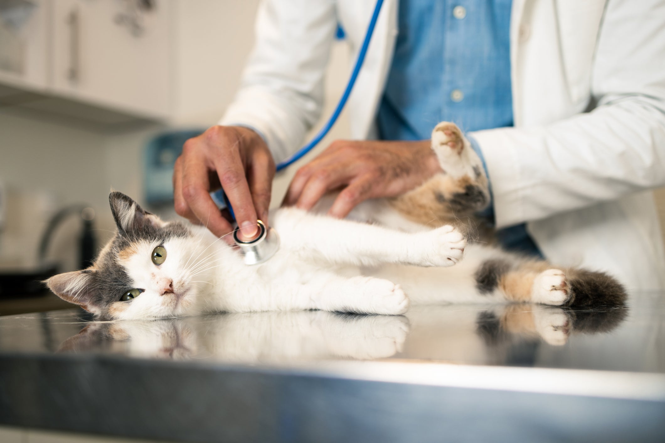 Gato deitado em mesa de consultório médico sendo examinado por veterinário