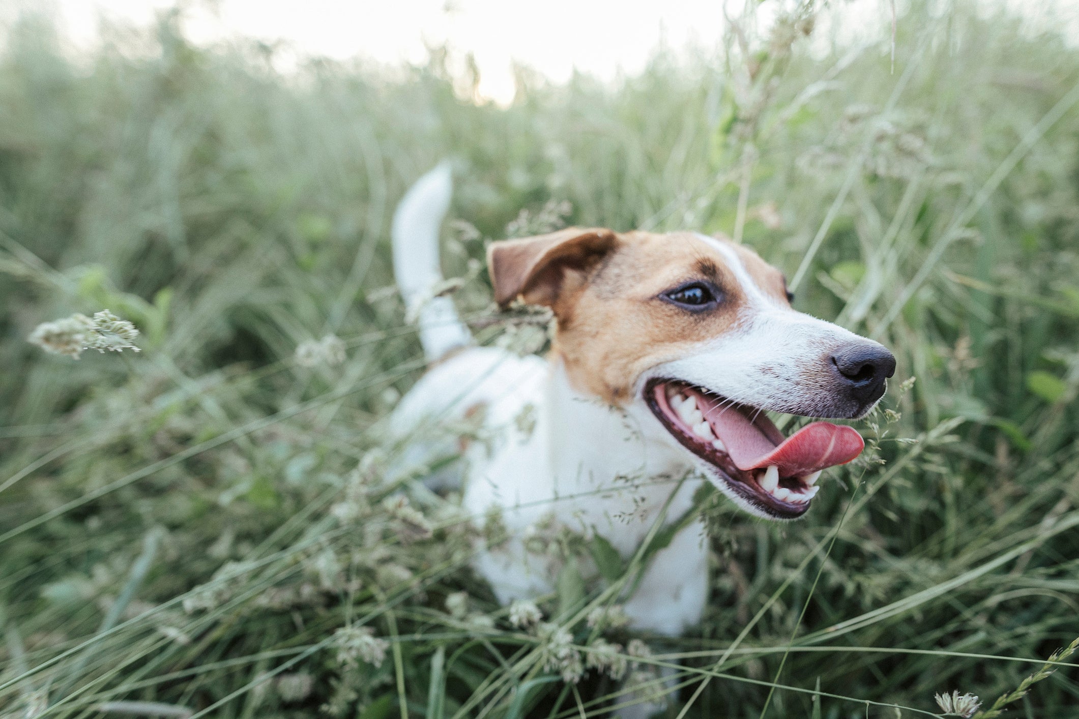 Cãozinho Jack Russel Terrier no meio do mato