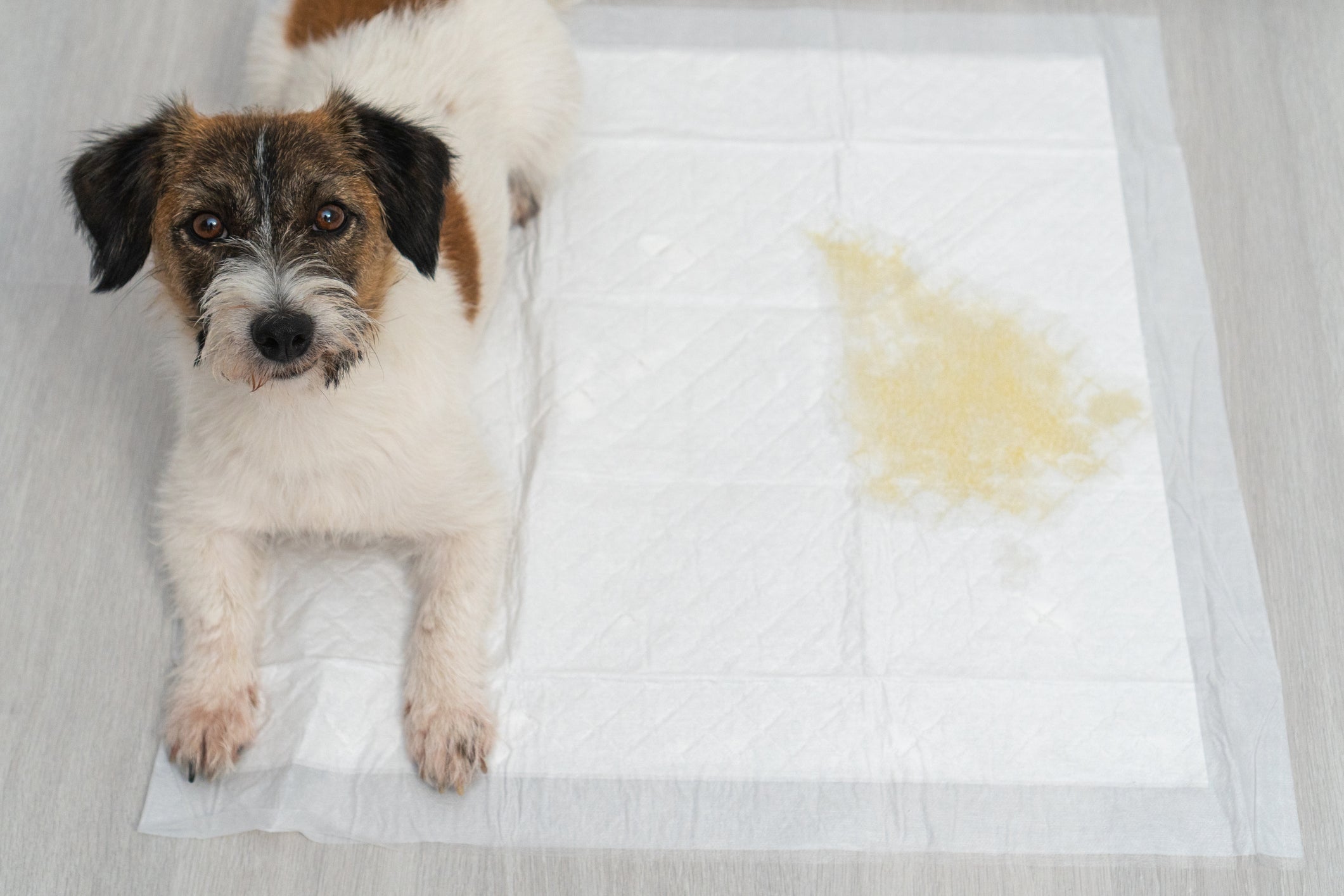 Cachorro deitado em tapete higiênico ao lado de mancha de xixi