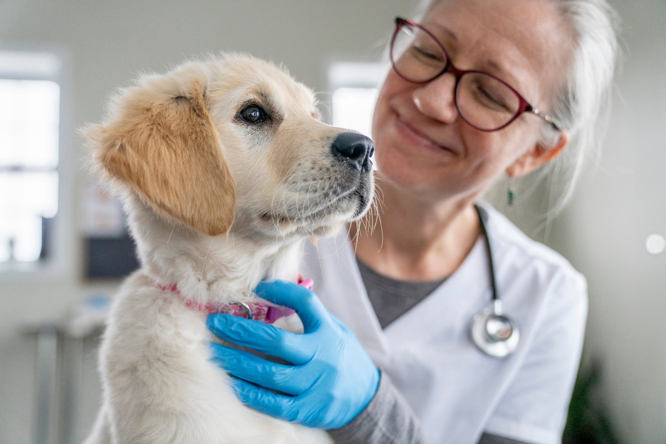 Cãozinho com coleira rosa segurado por veterinária 