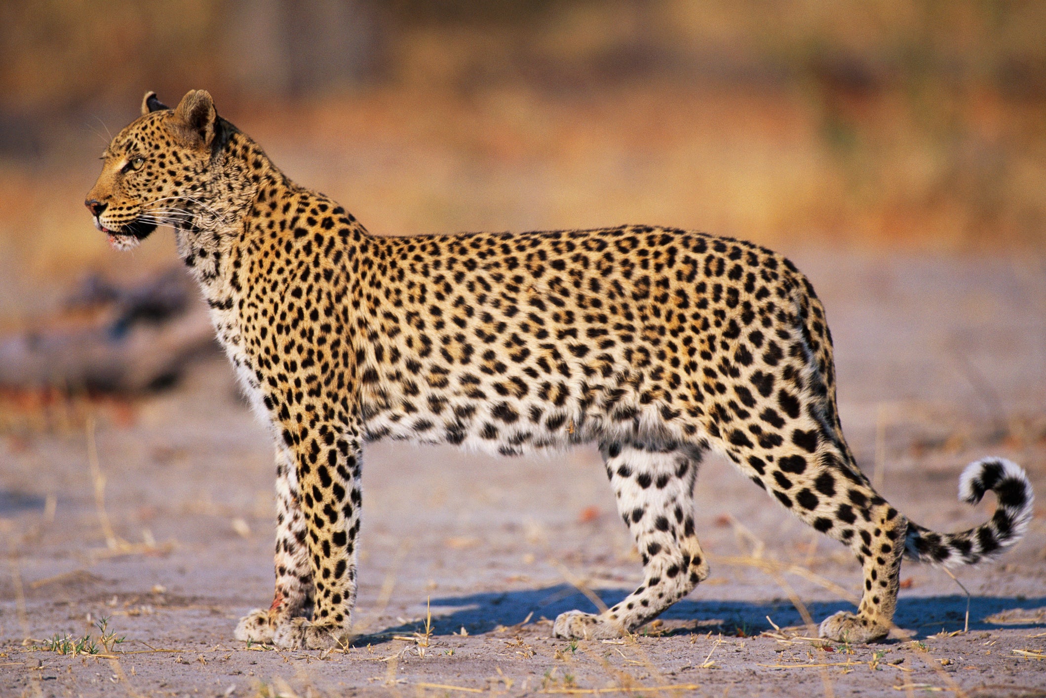leopardo em pé e de lado na natureza