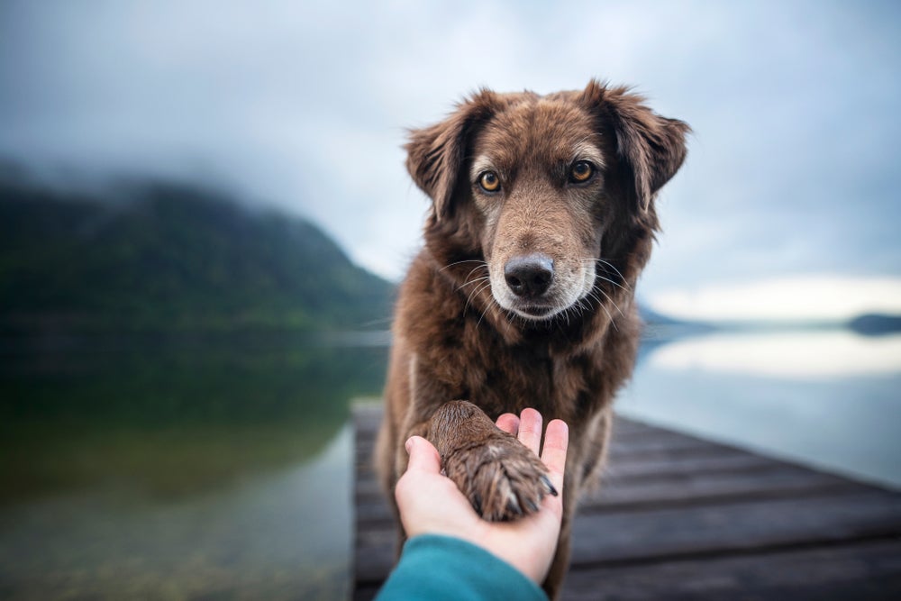 Mãe de pet segurando pata de cachorro na mão