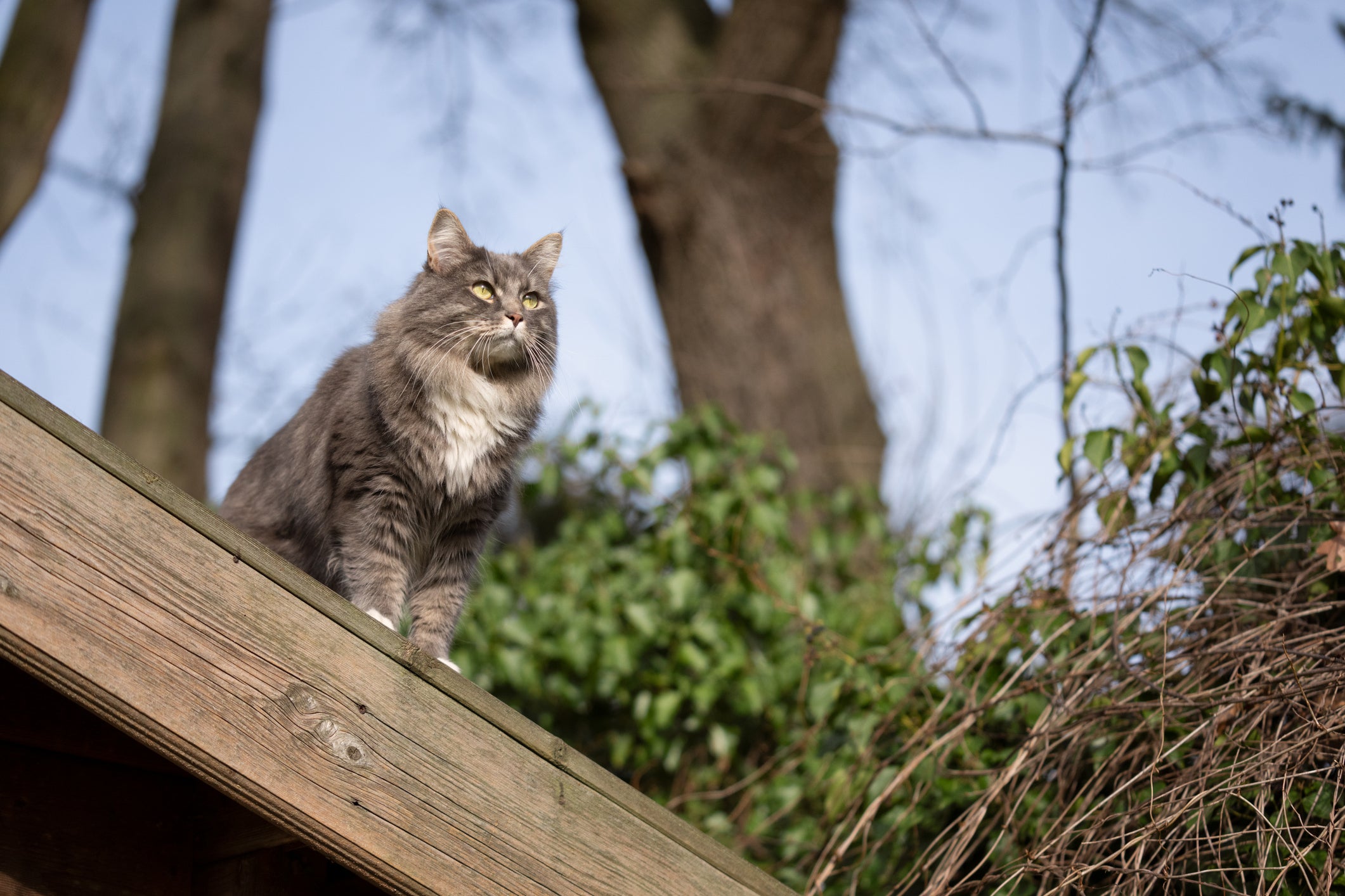 Gato Maine Coon sentado em cima de teto de madeira