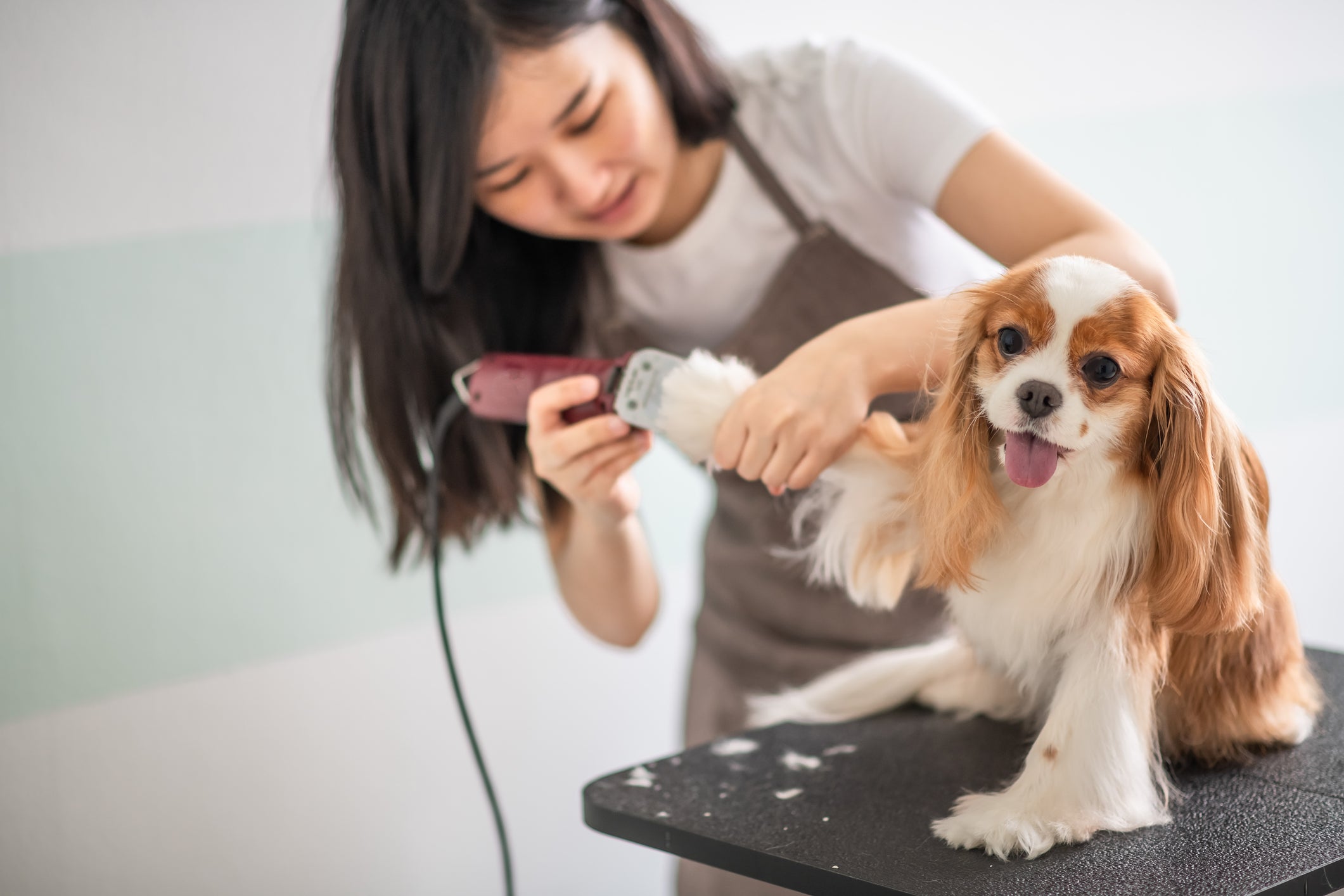 Mulher tosando cãozinho com máquina