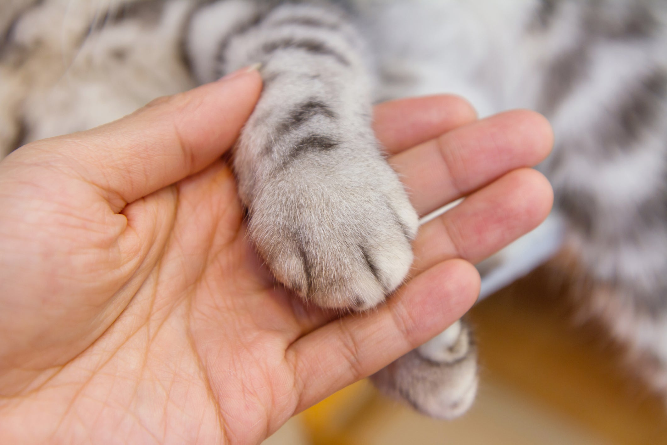 Patinha de gato cinza na mão de pessoa