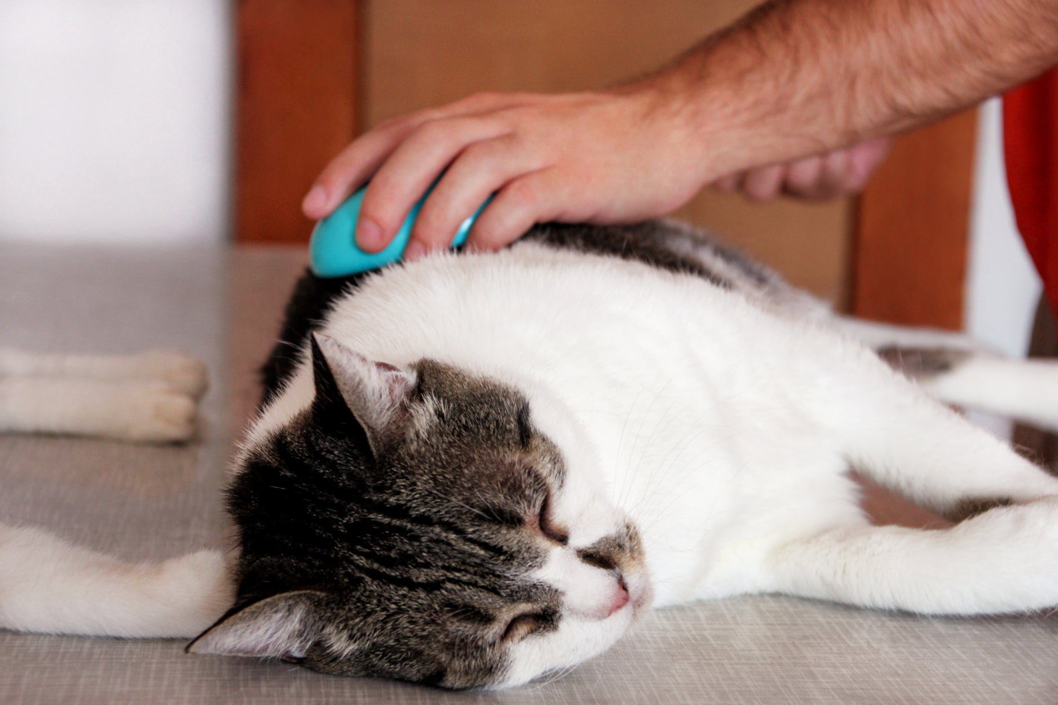 Tutor cuidando da pele e higiene de seu gato enquanto este está deitado confortavelmente