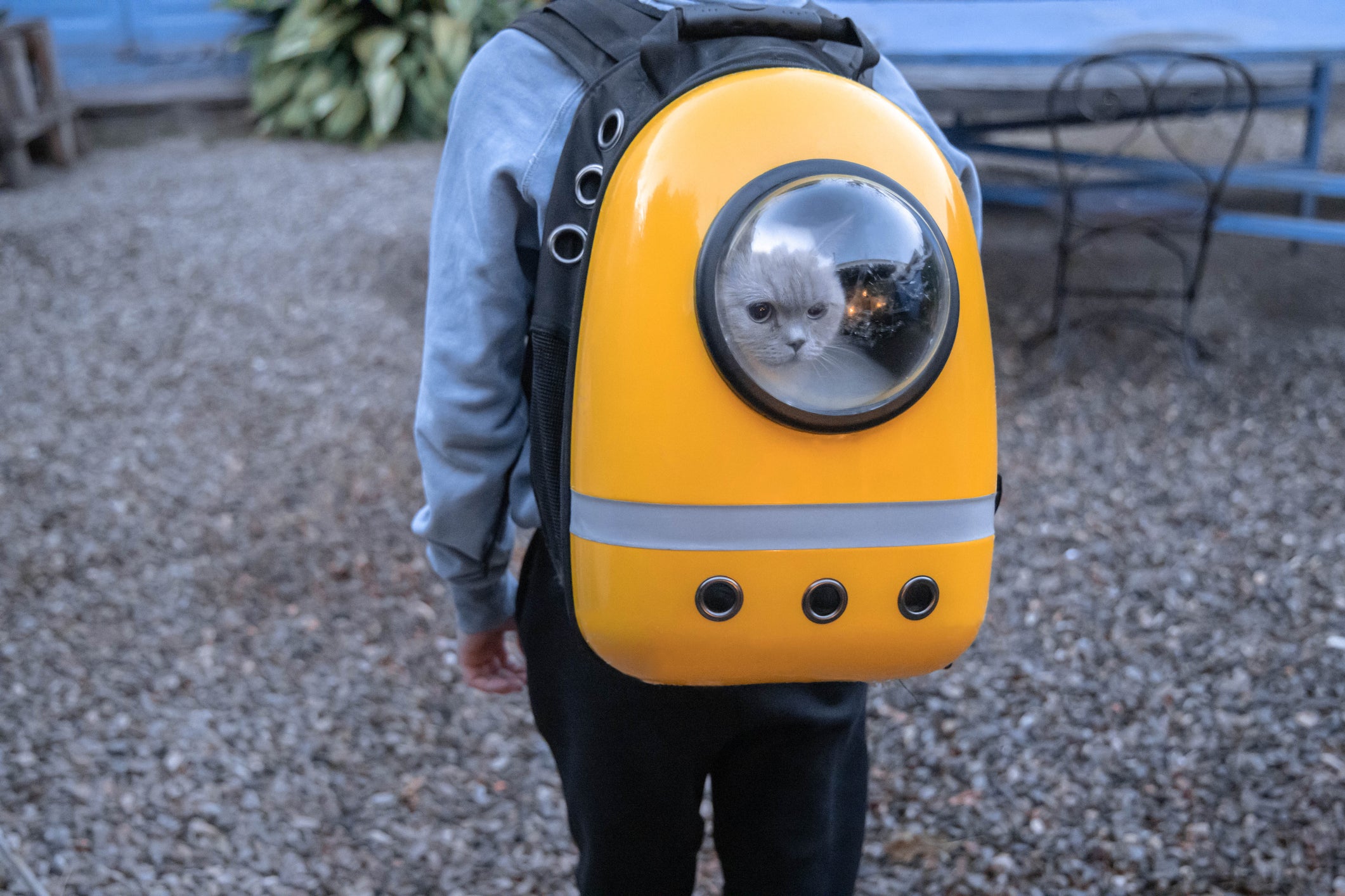 Gato dentro de mochila amarela com "janela" transparente nas costas de humano