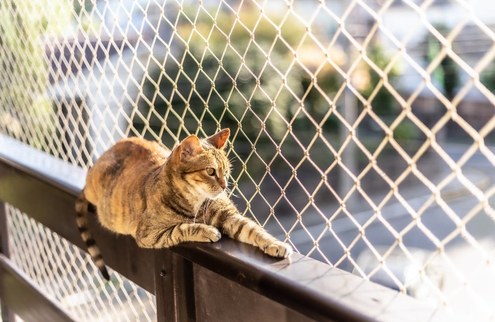 mudança com gatos: gato na janela com tela de proteção para gatos