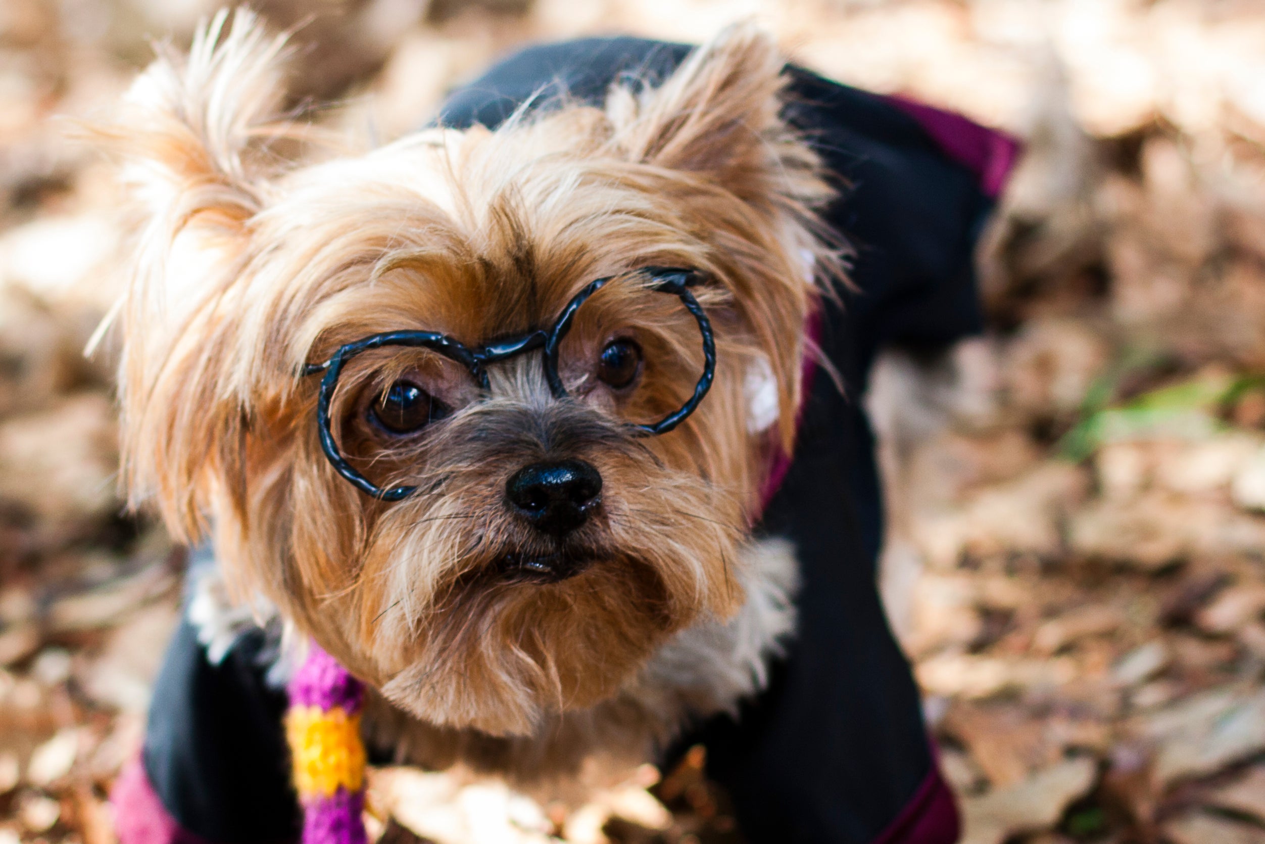 cachorro vestido com roupa de Harry Potter