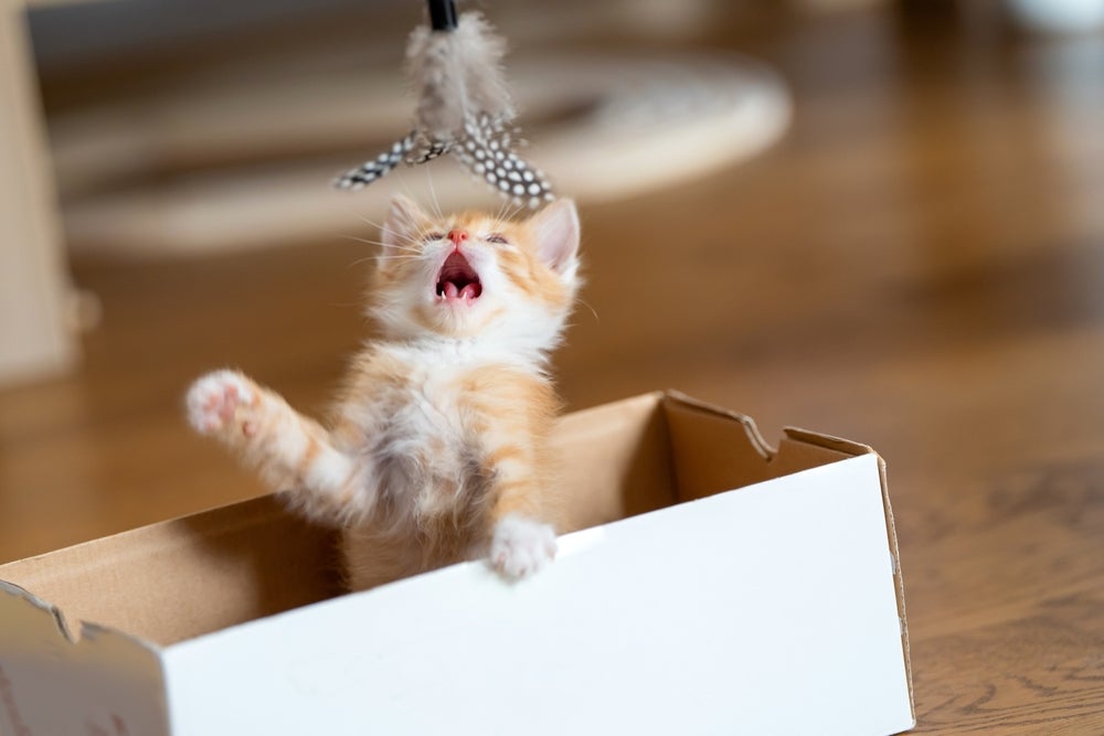 gato filhote laranja brincando com uma varinha