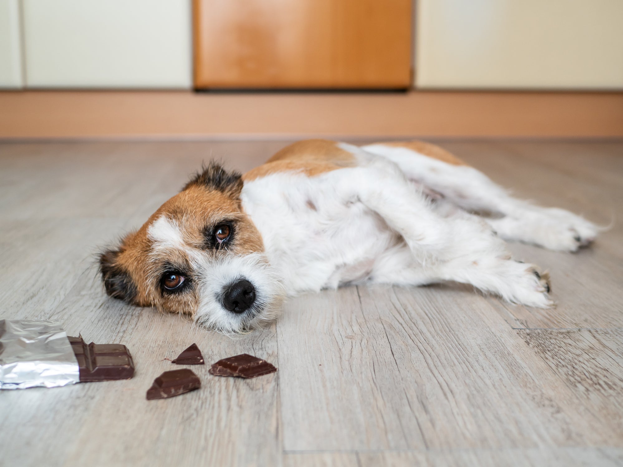 Cãozinho deitado no chão perto de pedaços de barra de chocolate
