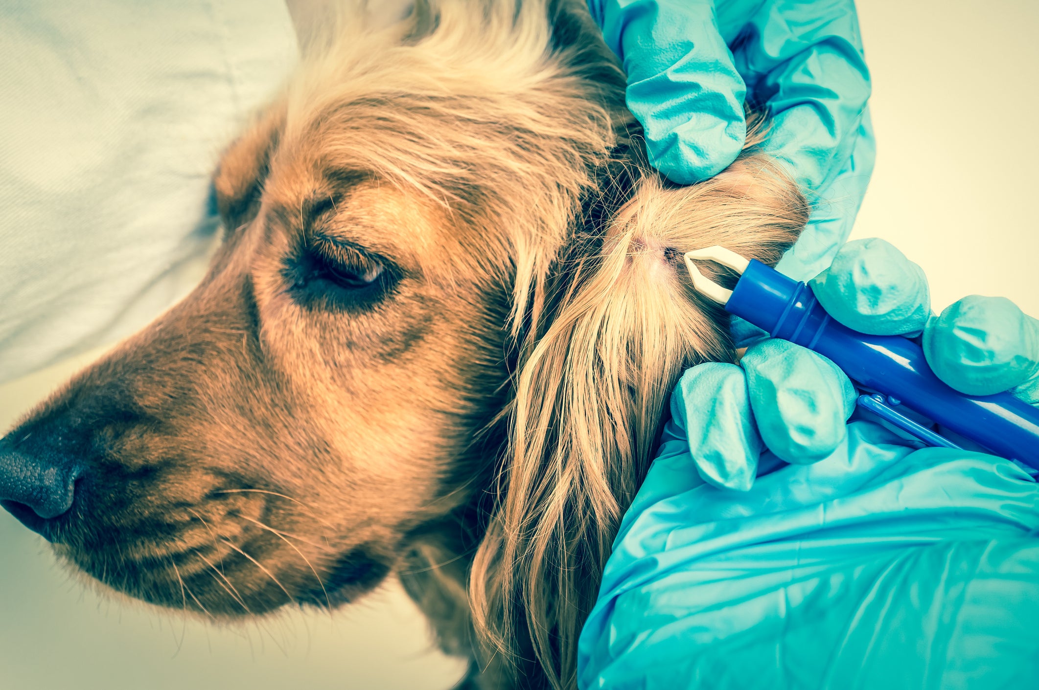 Veterinário removendo carrapato da orelha de cão peludo amarelo com ferramenta