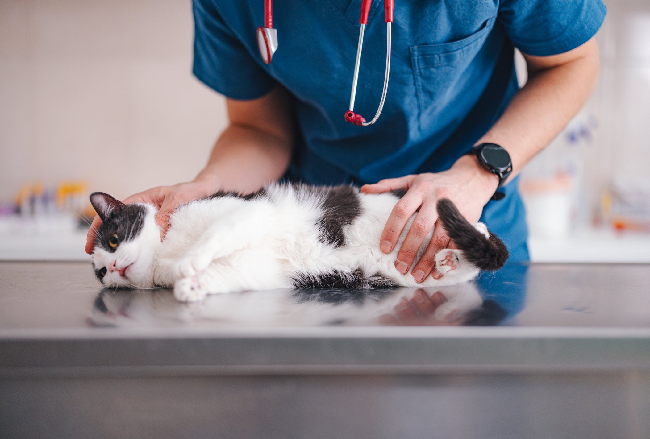 Gato sendo examinado por veterinário em mesa de consultório médico