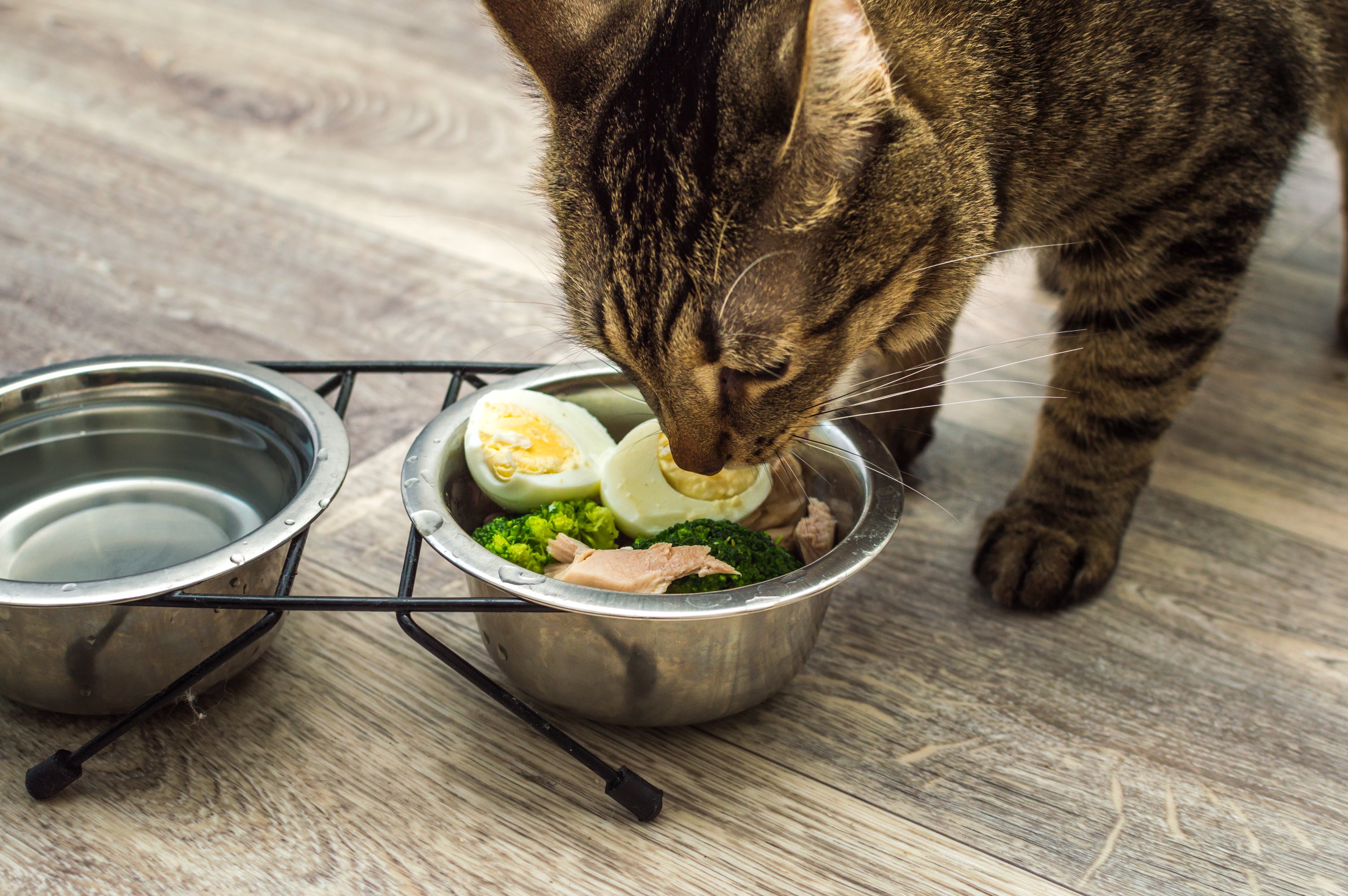 Gato comendo em pote com ovo, legumes e carne