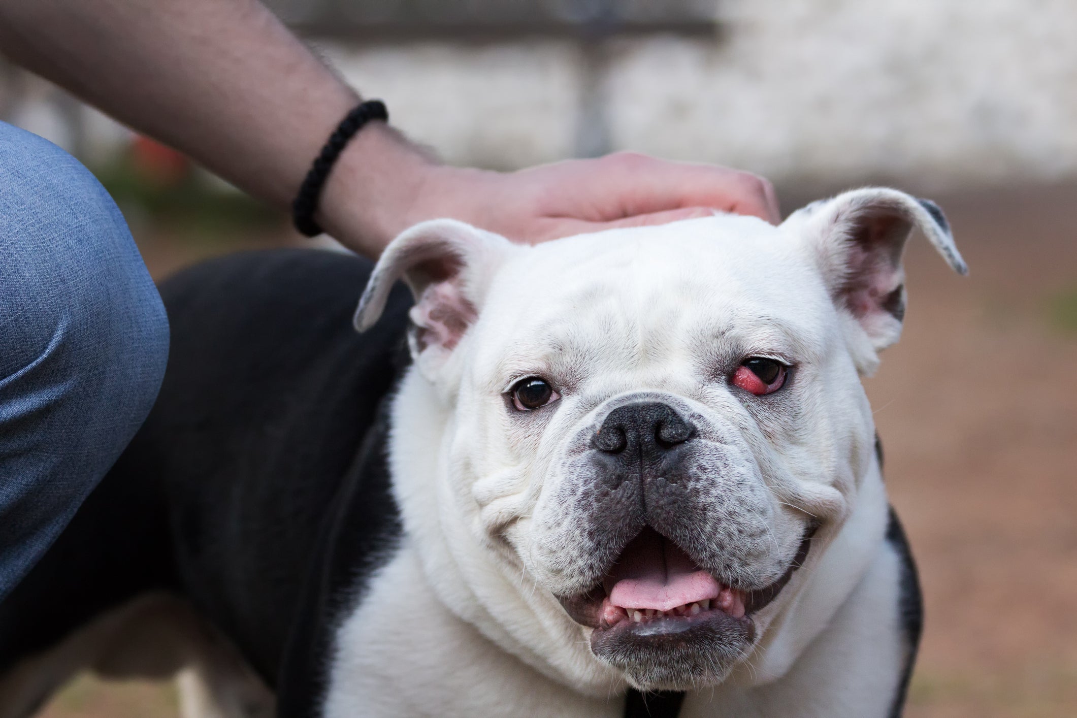 Bulldog Inglês branco com olho de cereja