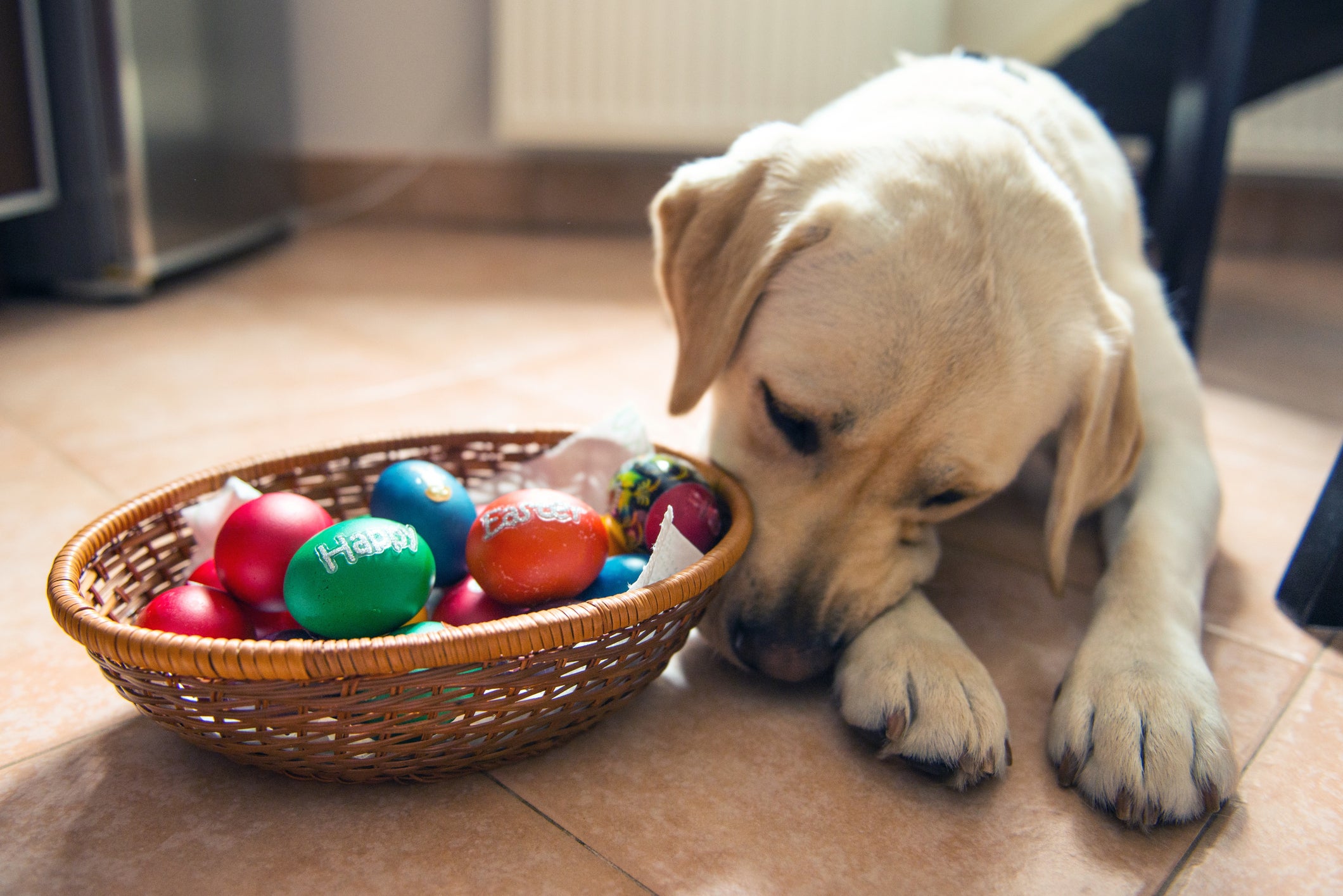 Cachorro cheirando cesta com ovos de Páscoa coloridos