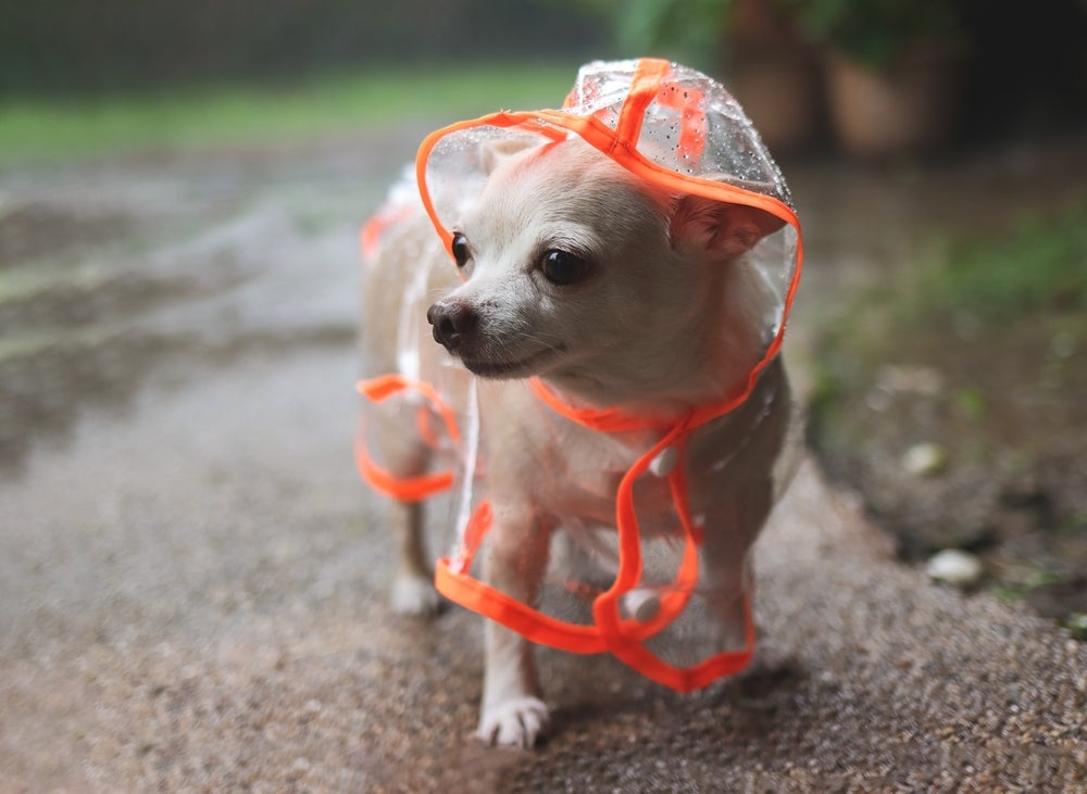 passear com cachorro com capa de chuva