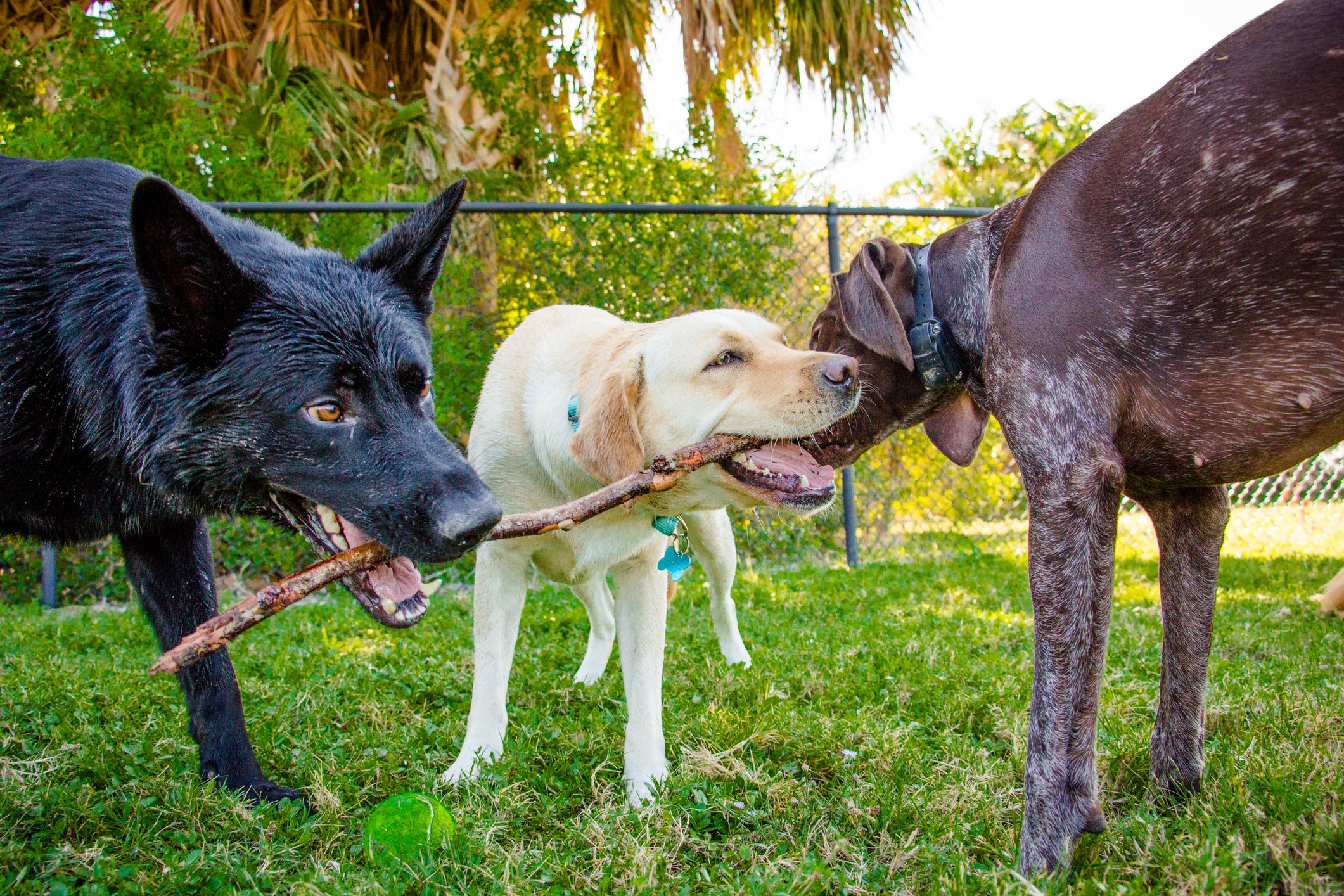 Três cachorros mordendo o mesmo pedaço de madeira em parque