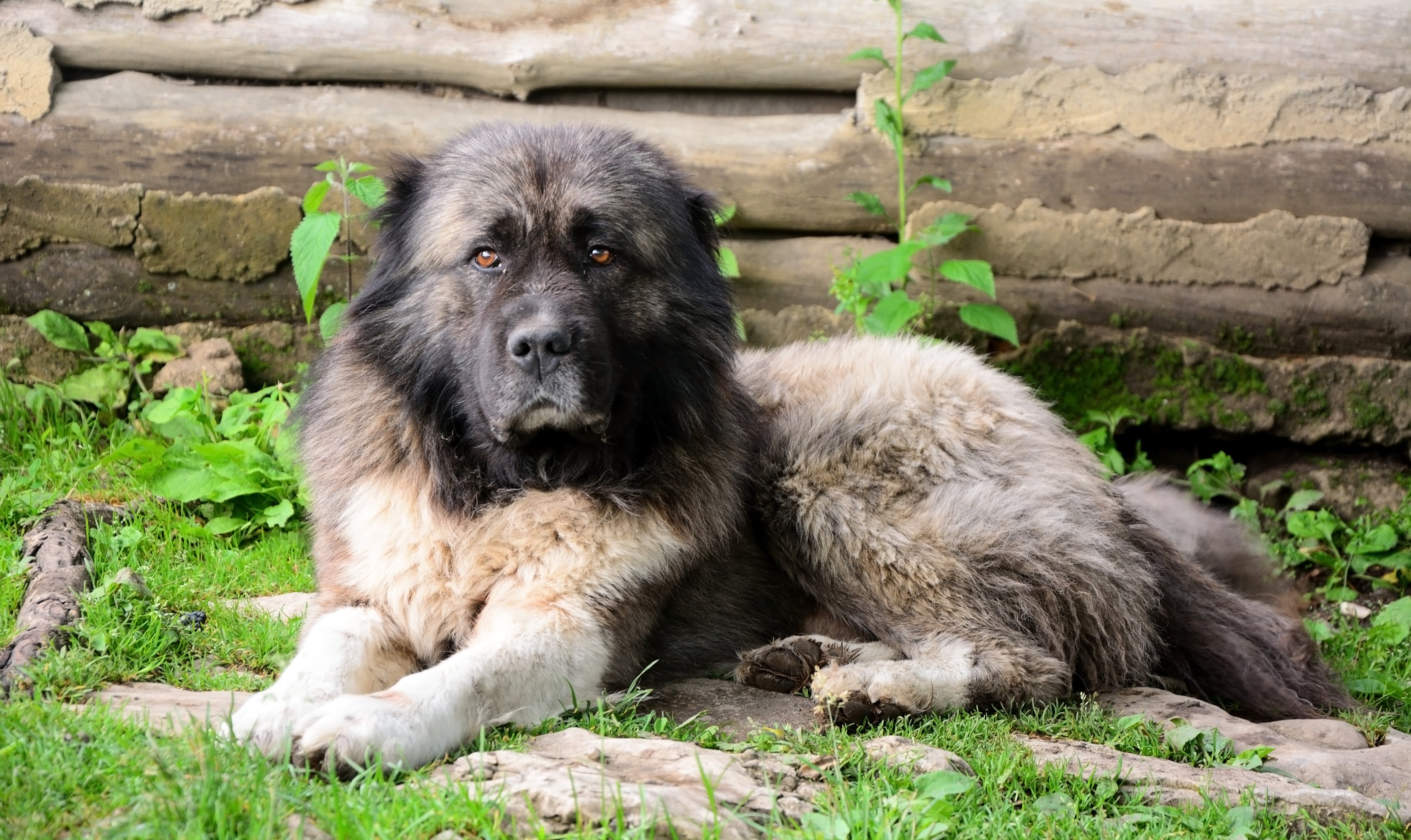 Cão Pastor-do-Cáucaso deitado