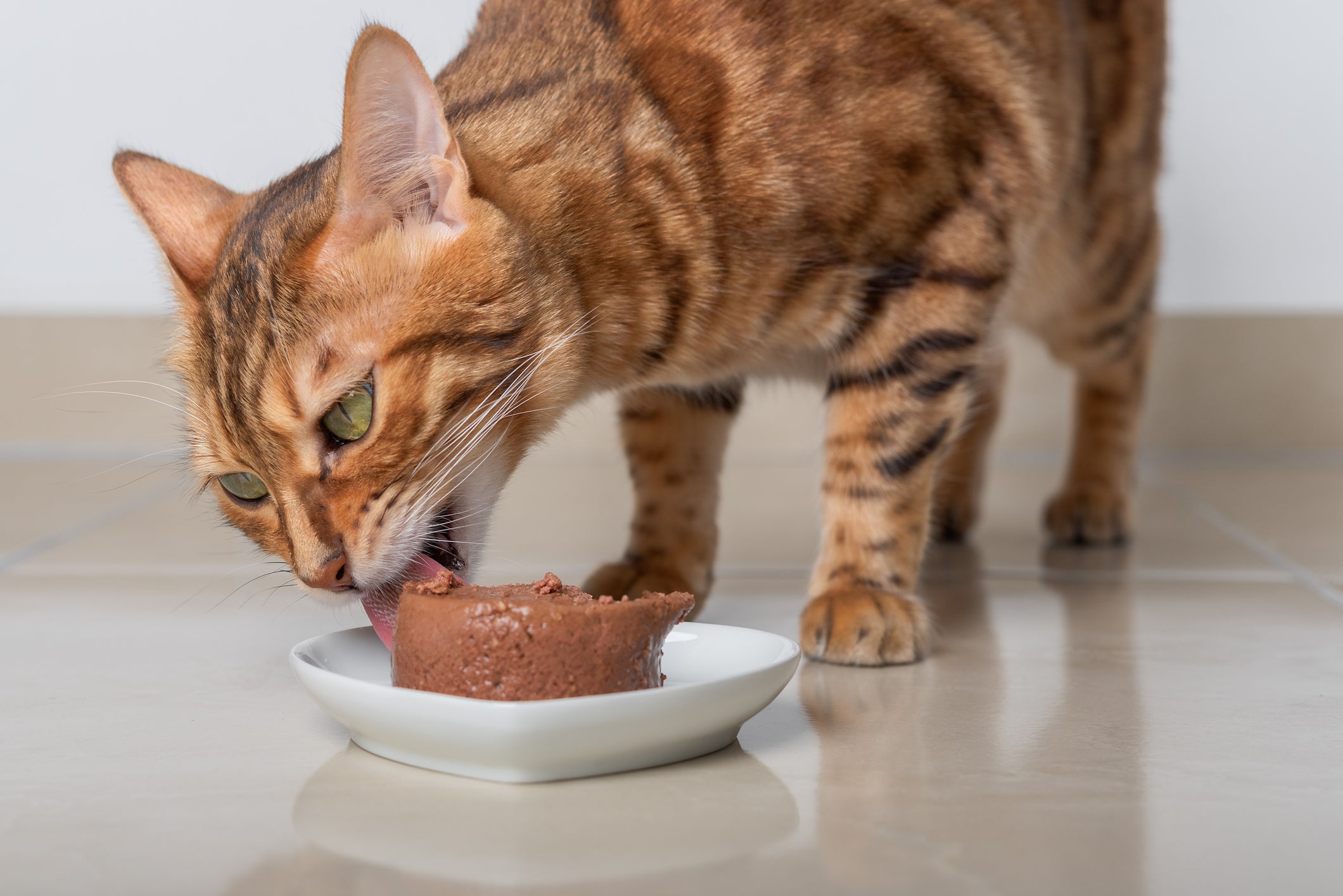 Gato laranja com listras escuras comendo bolo de ração molhado em prato branco no chão