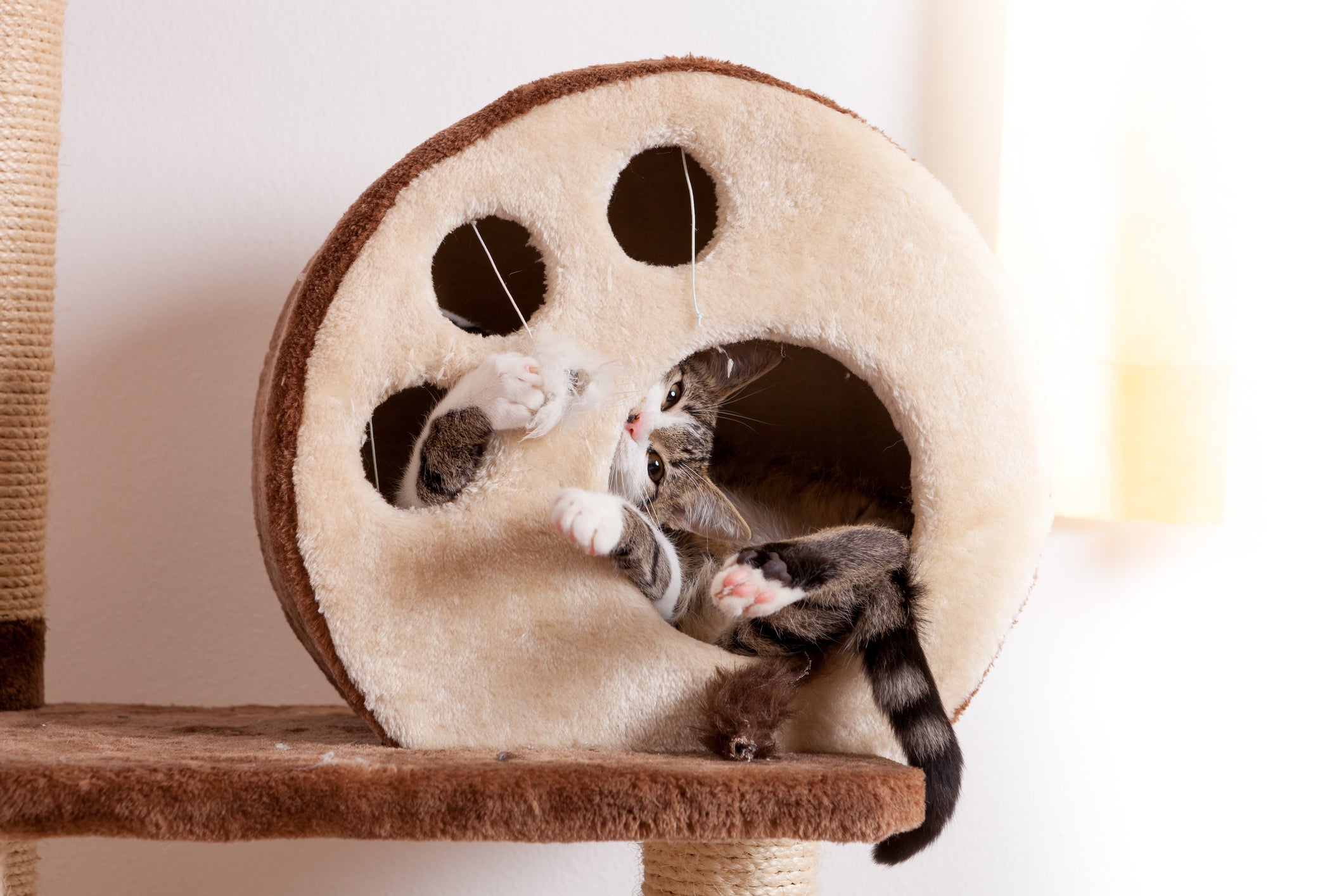 Gato brincando em um arranhador de gatos