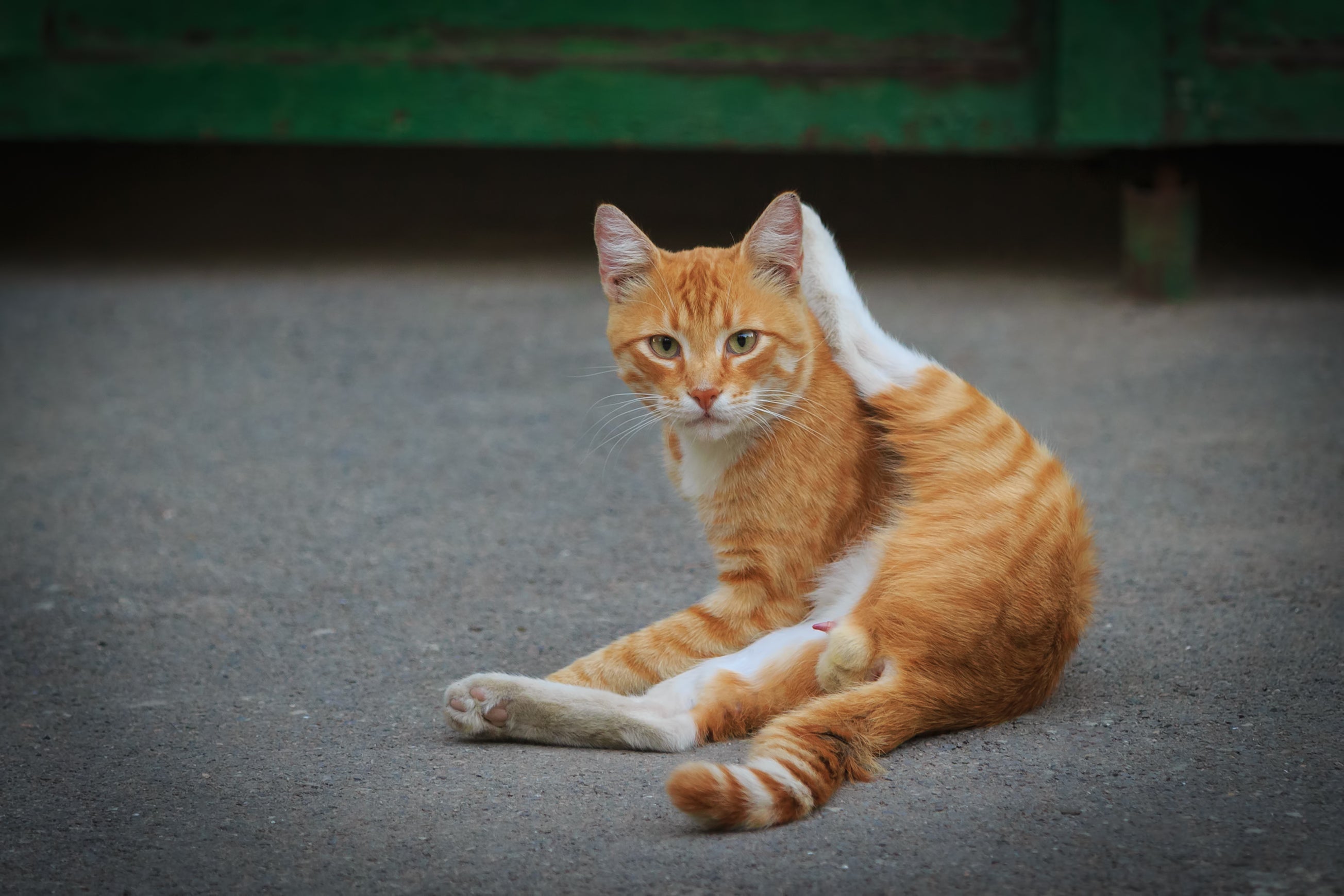 Gato macho laranja e branco deitado com as patas traseiras abertas, deixando evidente suas partes íntimas