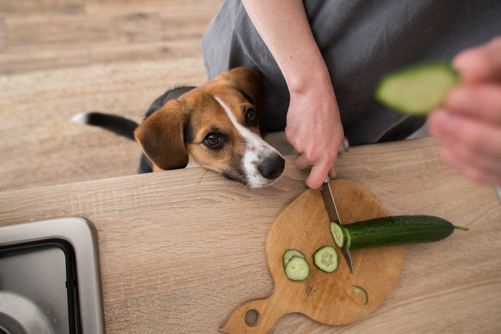 Pessoa cortando pepino em tábua de madeira com cachorro esperando um pedaço