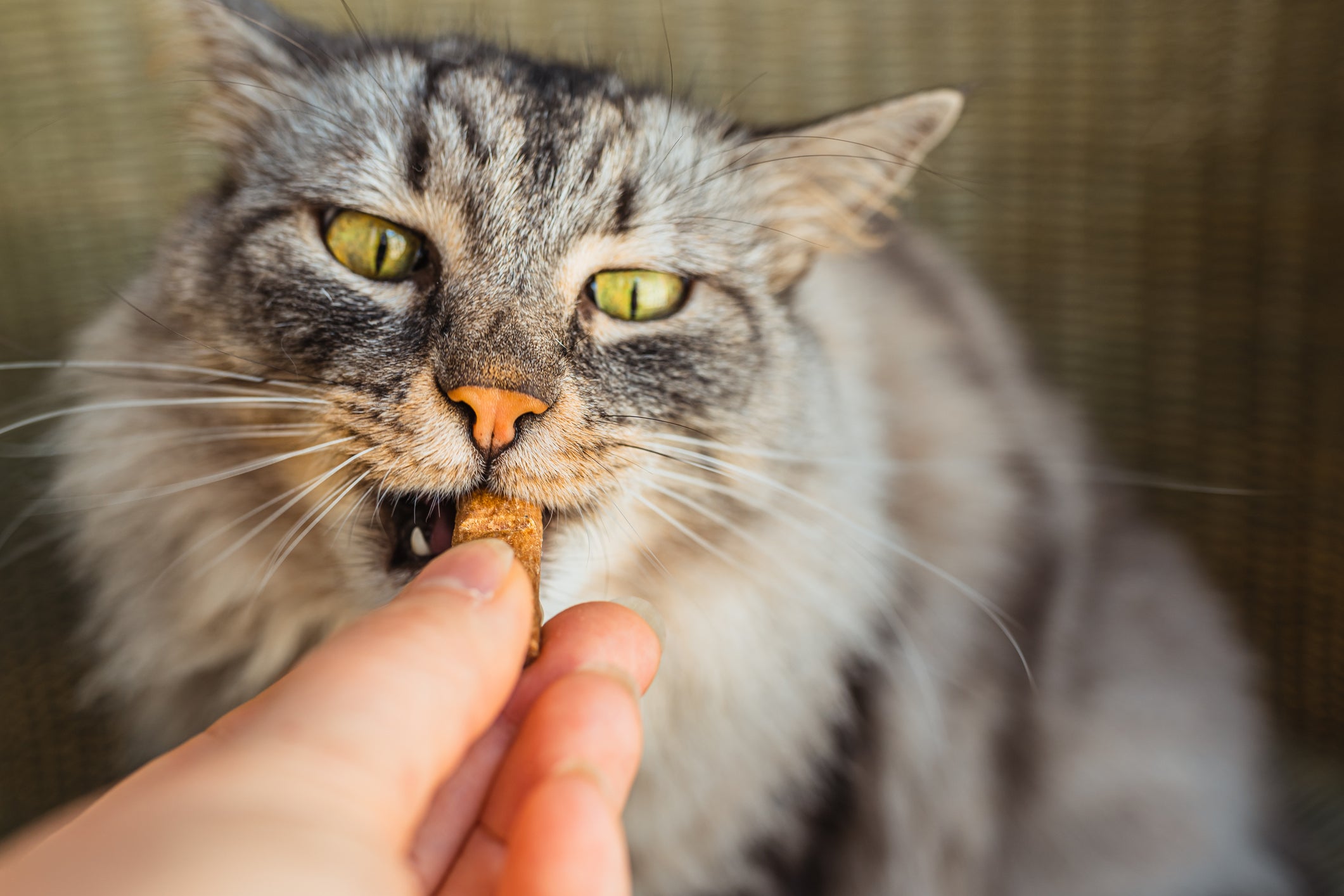 Gato recebendo petisco na boca de mão humana