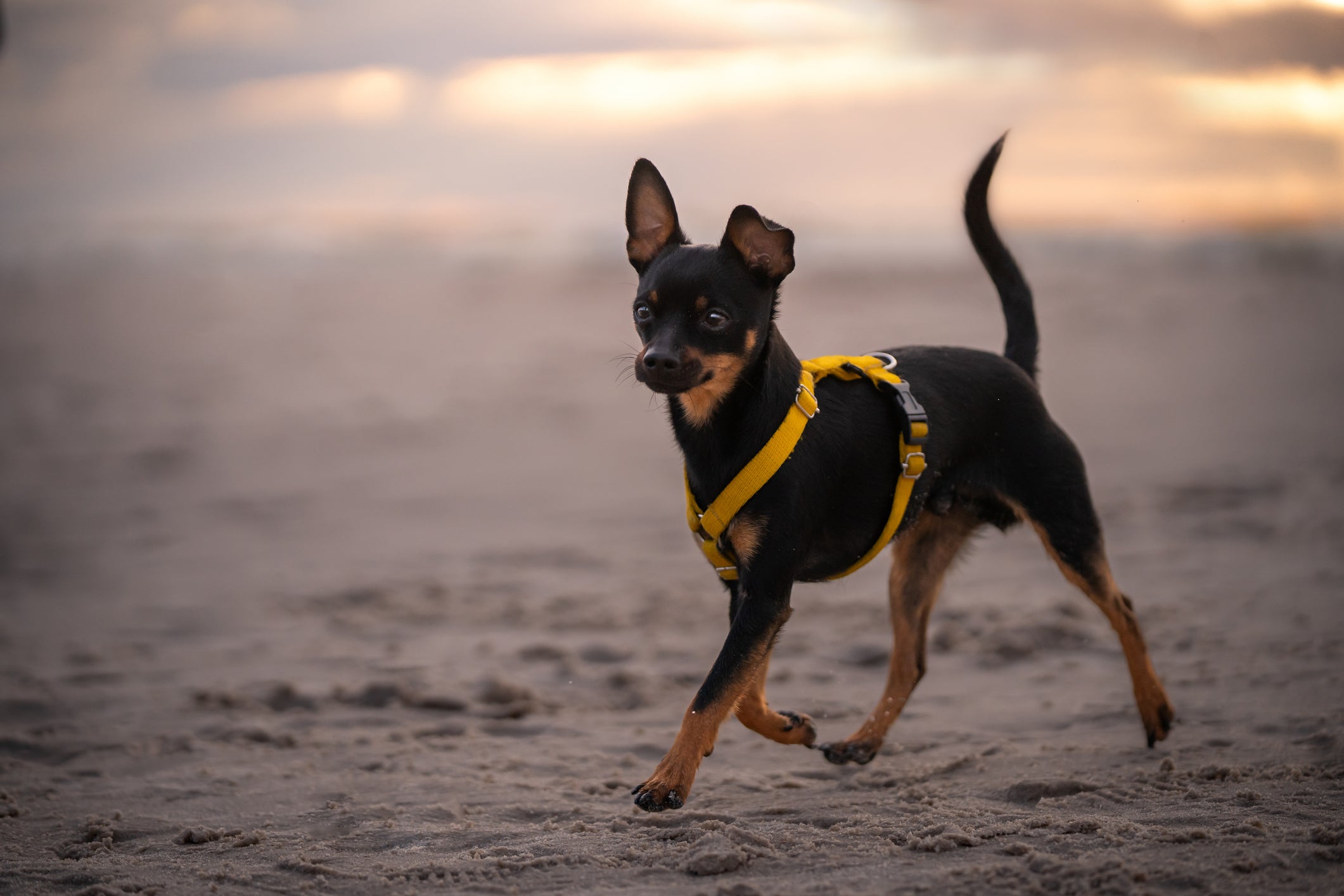 Cão Pinscher preto andando em areia com coleira amarela
