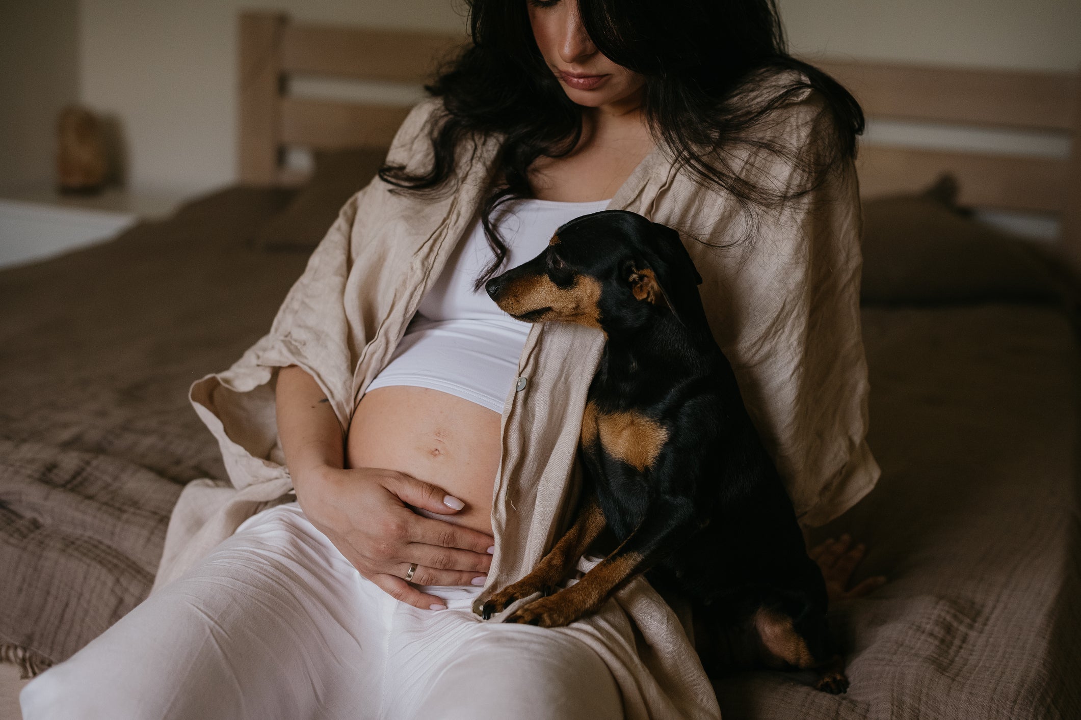 Cão Pinscher perto de mulher grávida