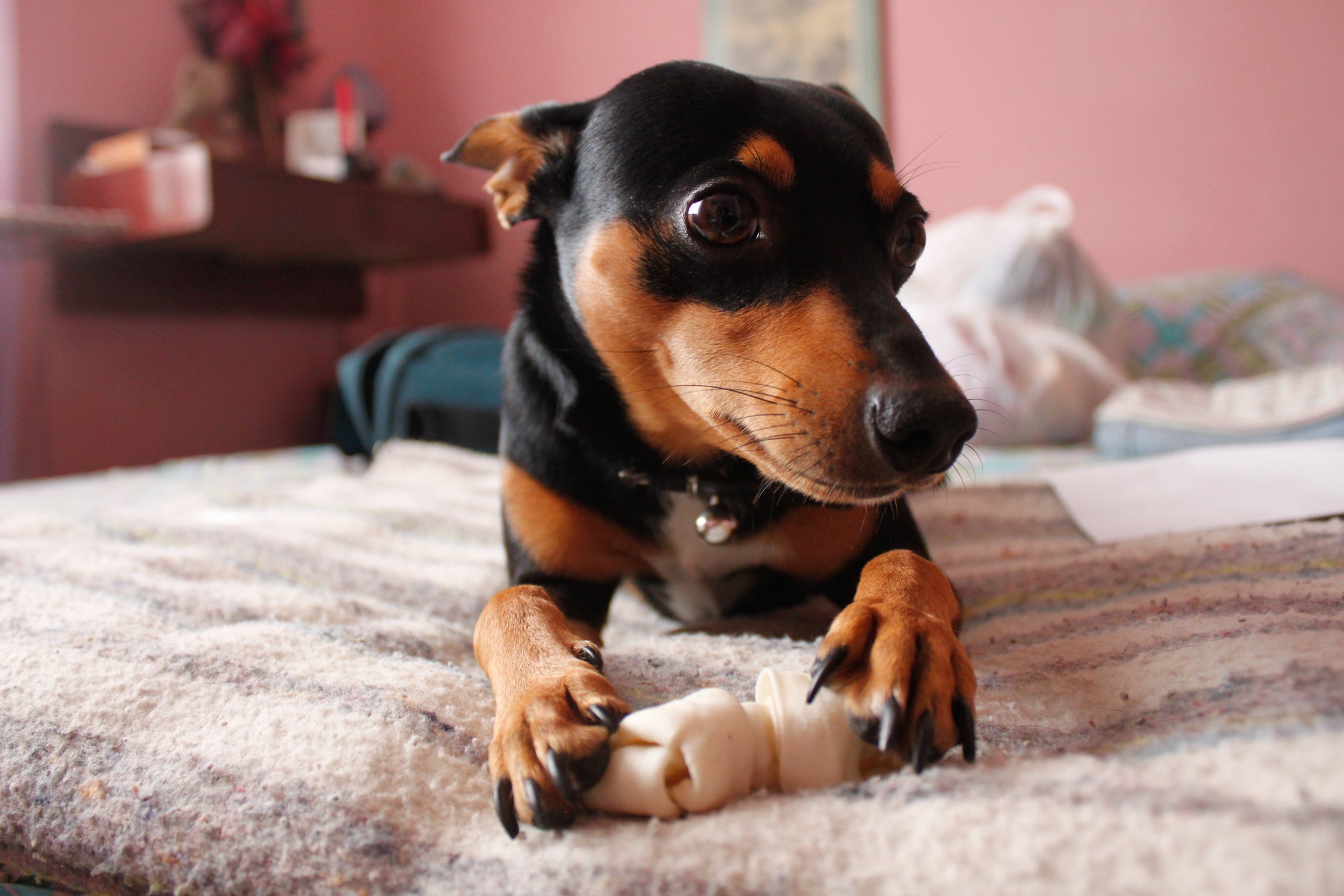 Cão Pinscher deitado em cama segurando um osso branco pequeno