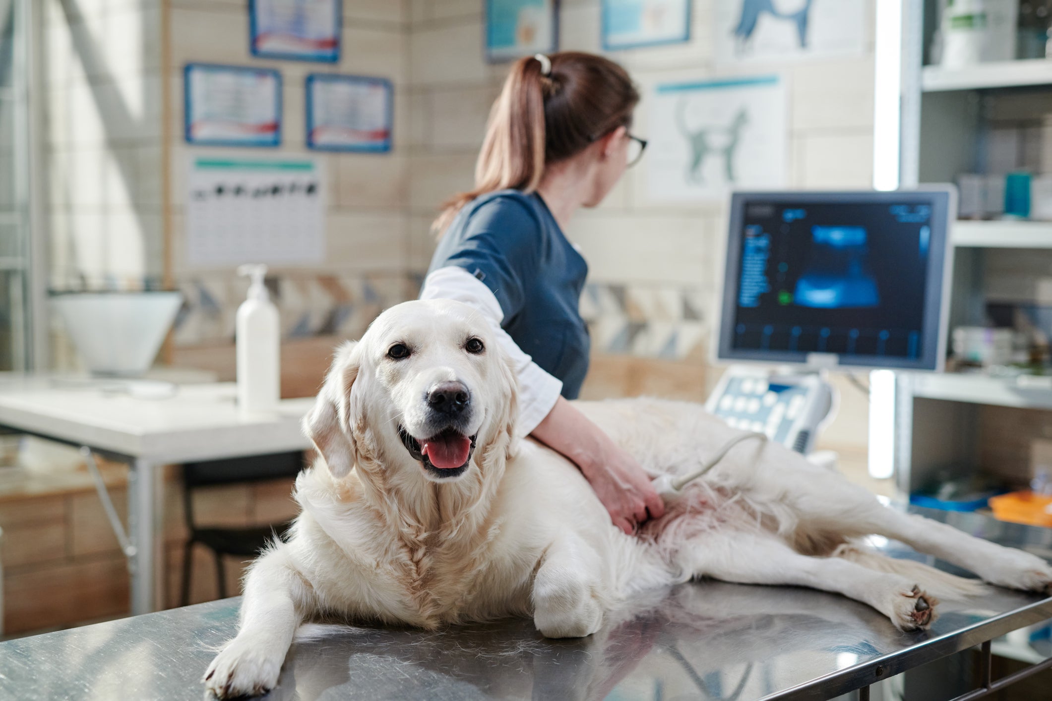 Cão grande e peludo deitado em mesa de consultório médico enquanto veterinária o examina