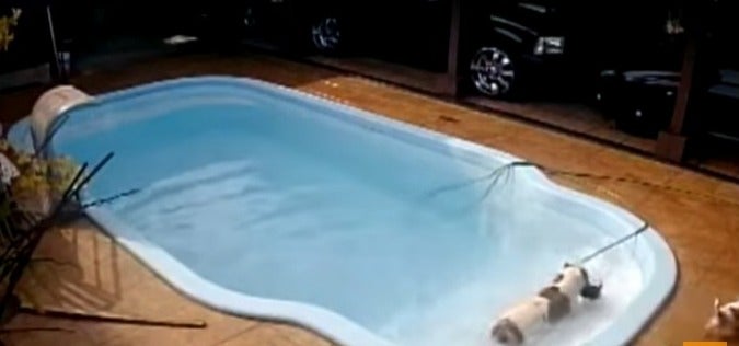 Pitbull dentro de piscina