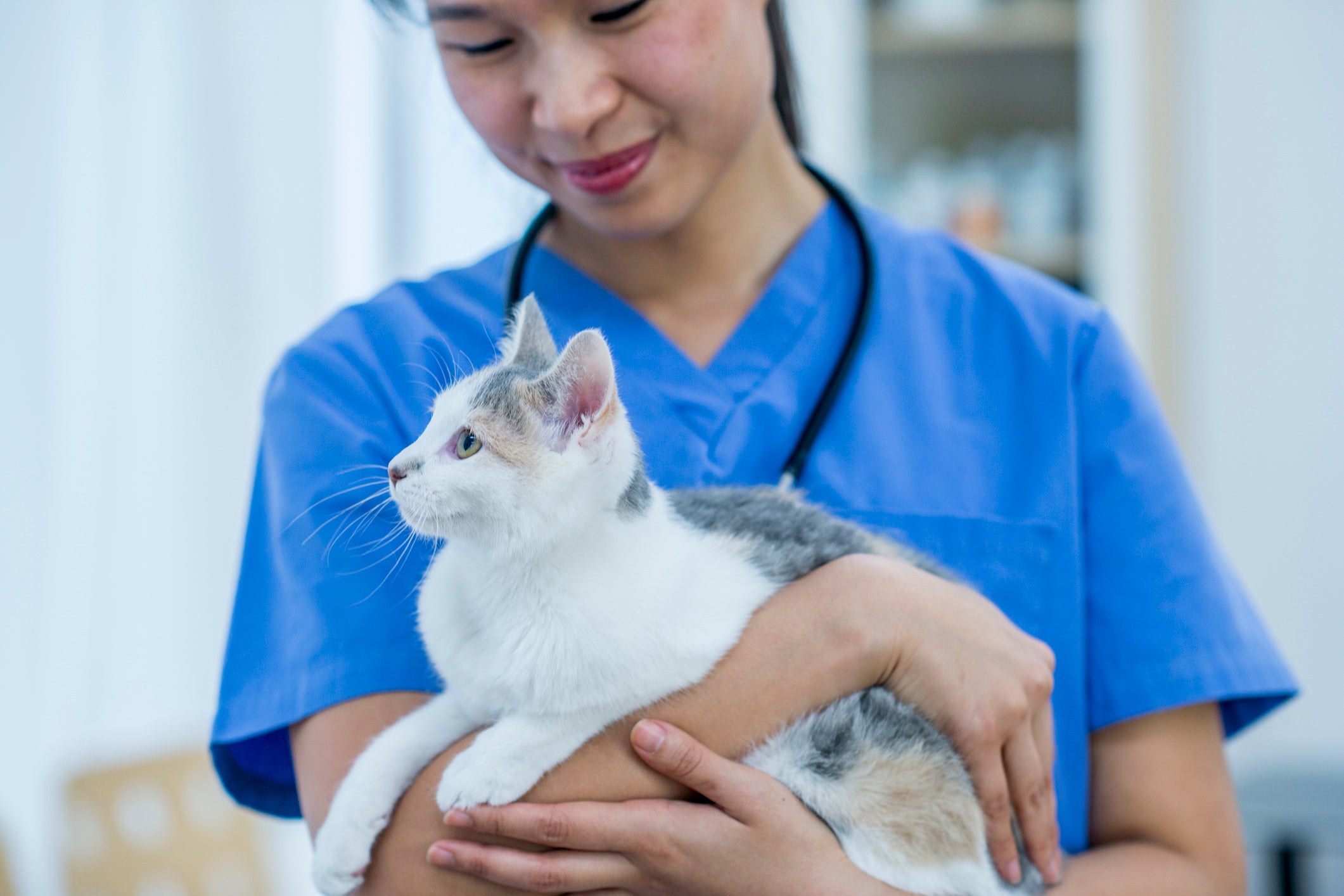 Gato segurado no colo por veterinária
