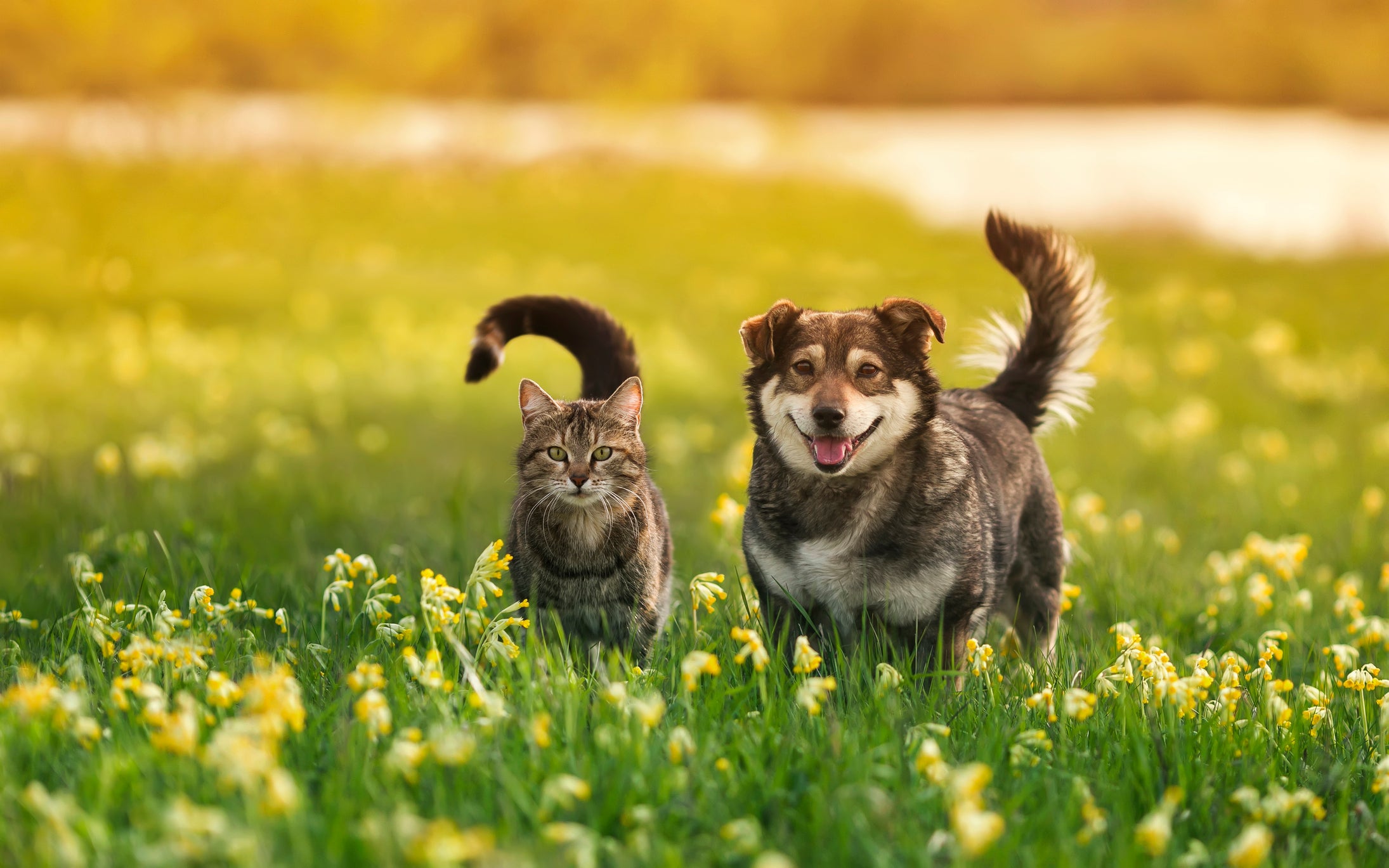 Cachorro e gato em campo florido