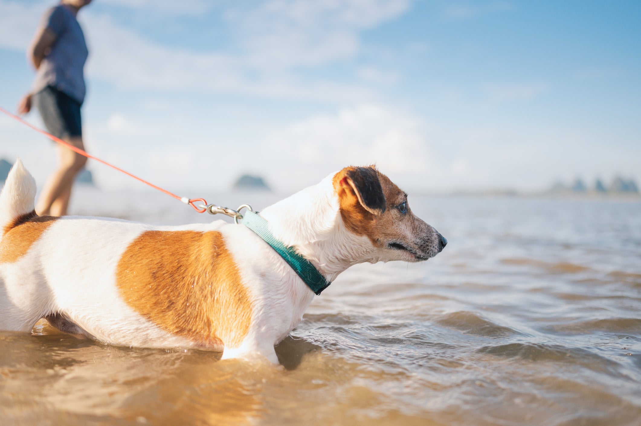 Cachorro no mar de praia usando coleira
