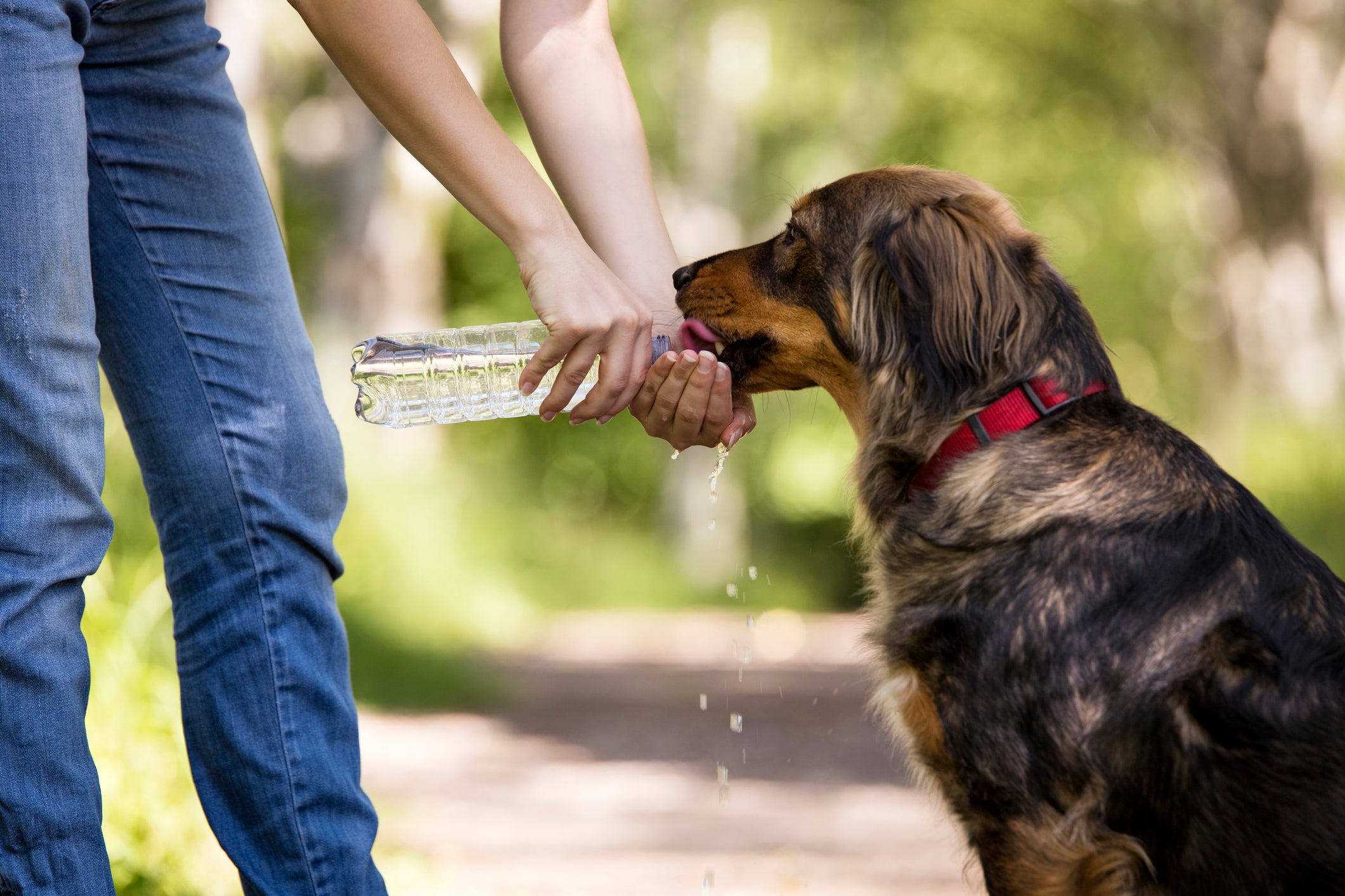 Tutora passeando com cachorro e dando água de garrafa para o animal