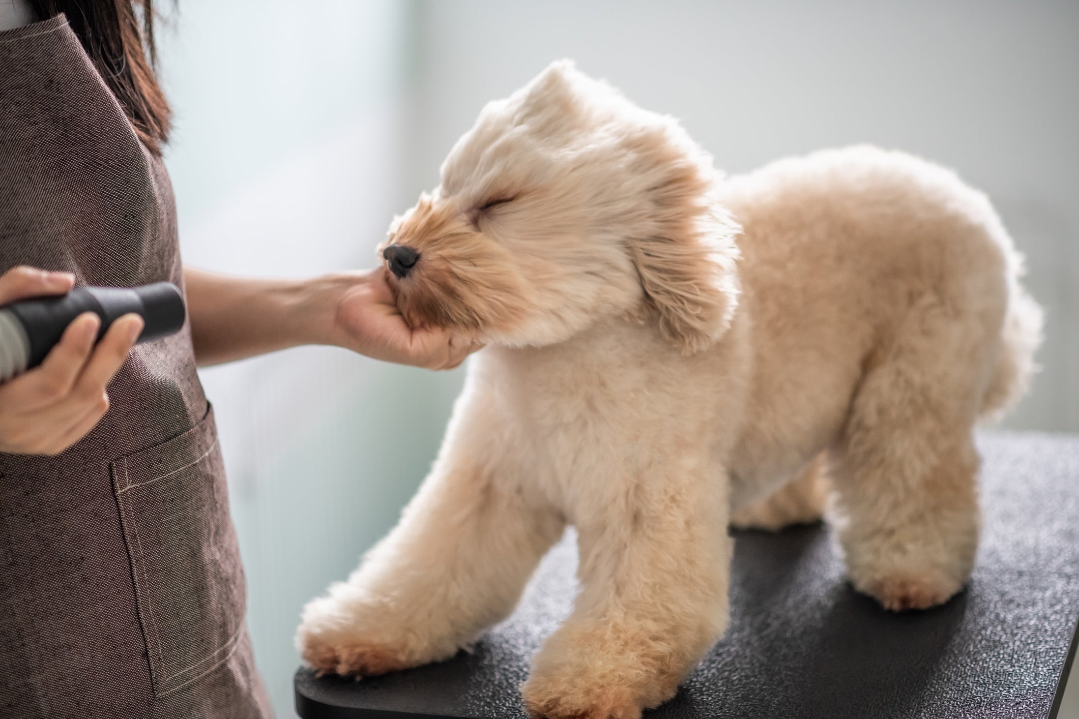Cachorro branco peludo tomando jato de ar na cara de secador de cabelo