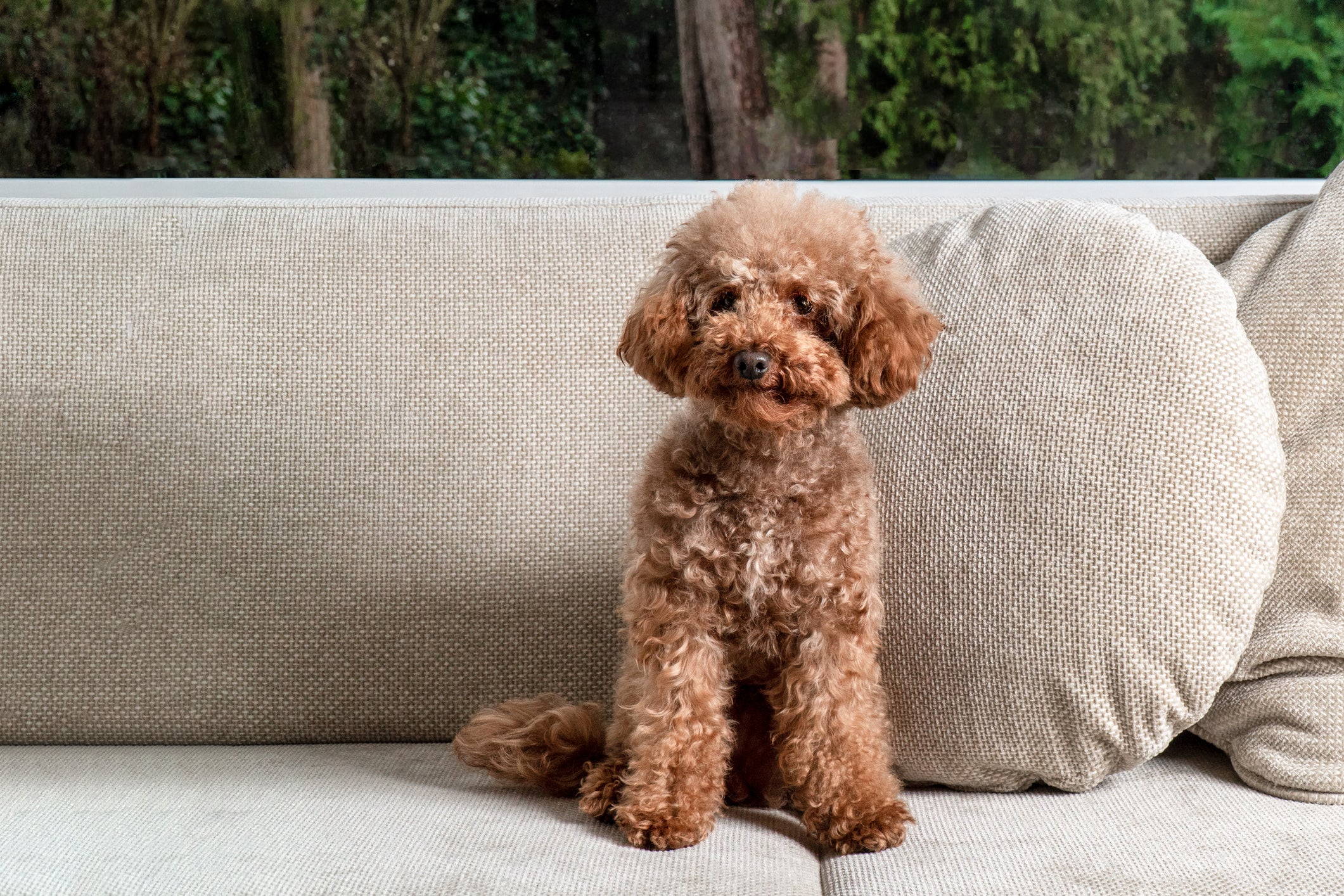 Poodle pequeno sentado em sofá cinza