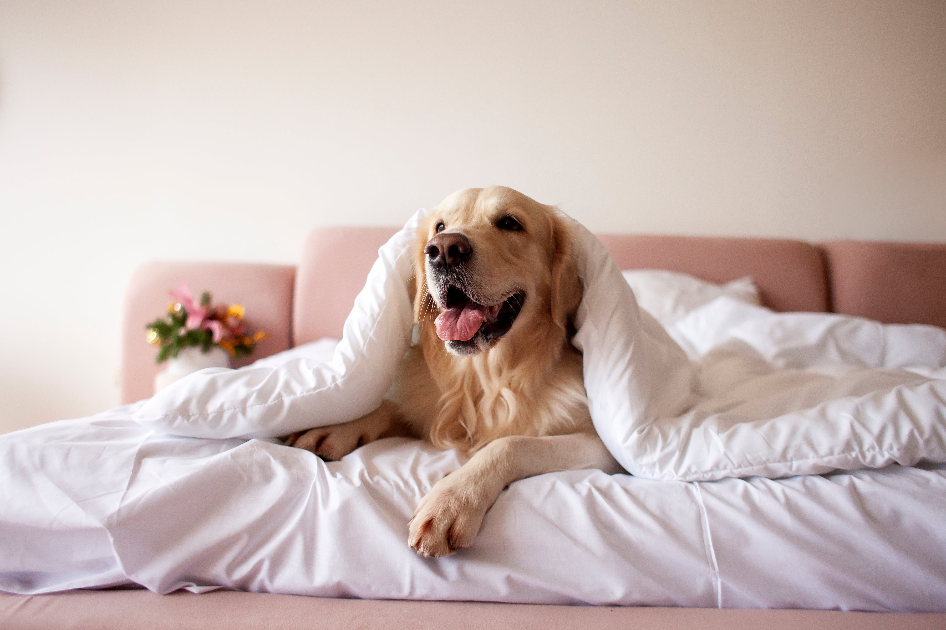 Cão Golden Retriever deitado em cama com uma coberta branca por cima de sua cabeça com semblante alegre