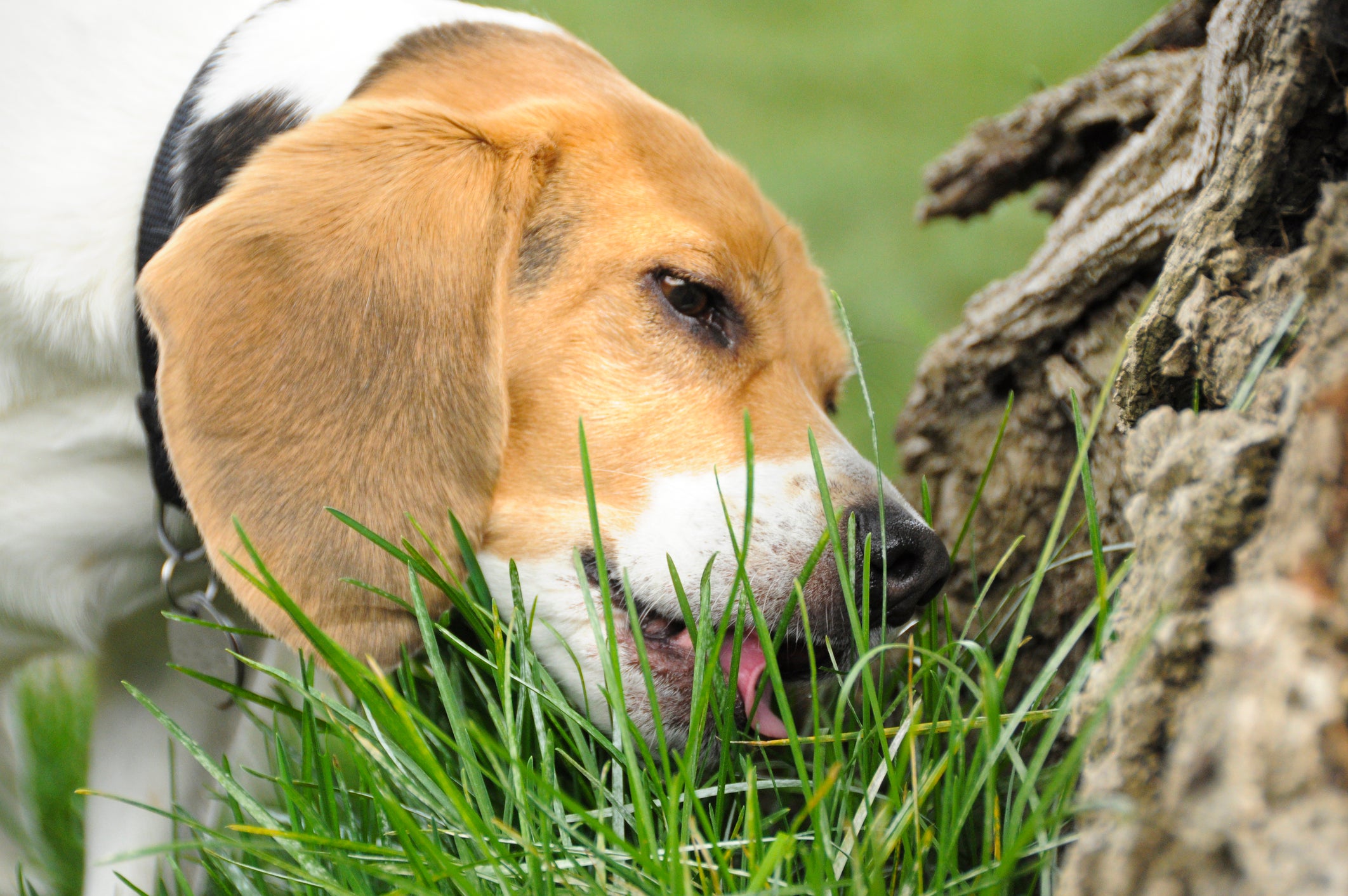 Cão Beagle lambendo grama