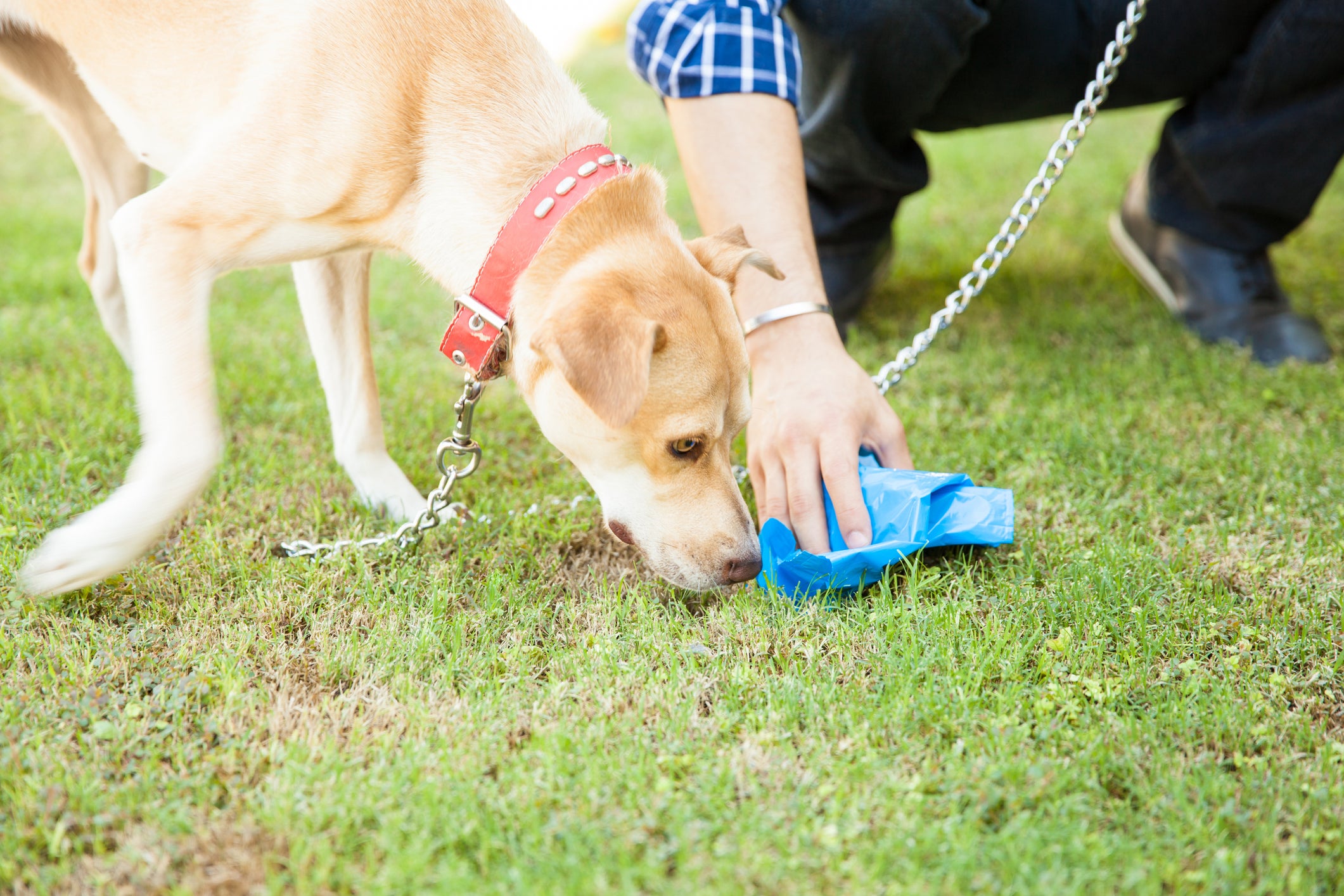 Cachorro cheirando coco no gramado enquanto tutor limpa