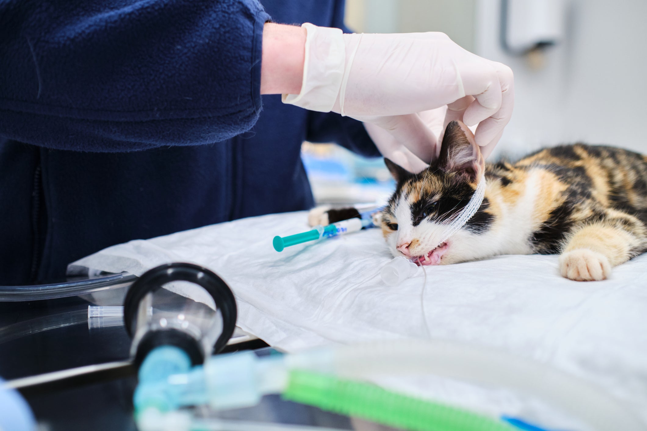 Gato sendo atendido por veterinário