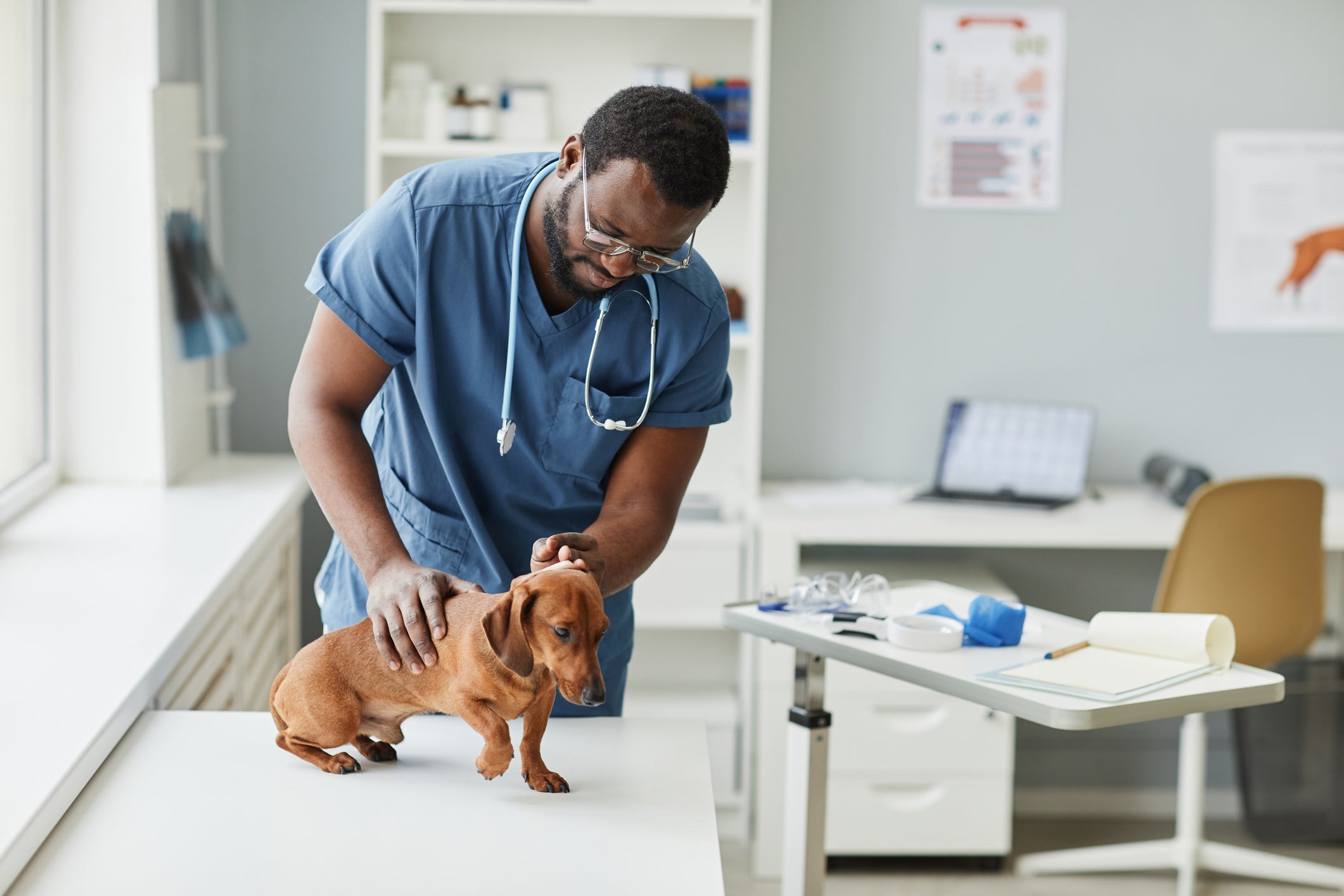 Cãozinho em mesa de consultório médico sendo examinado por veterinário