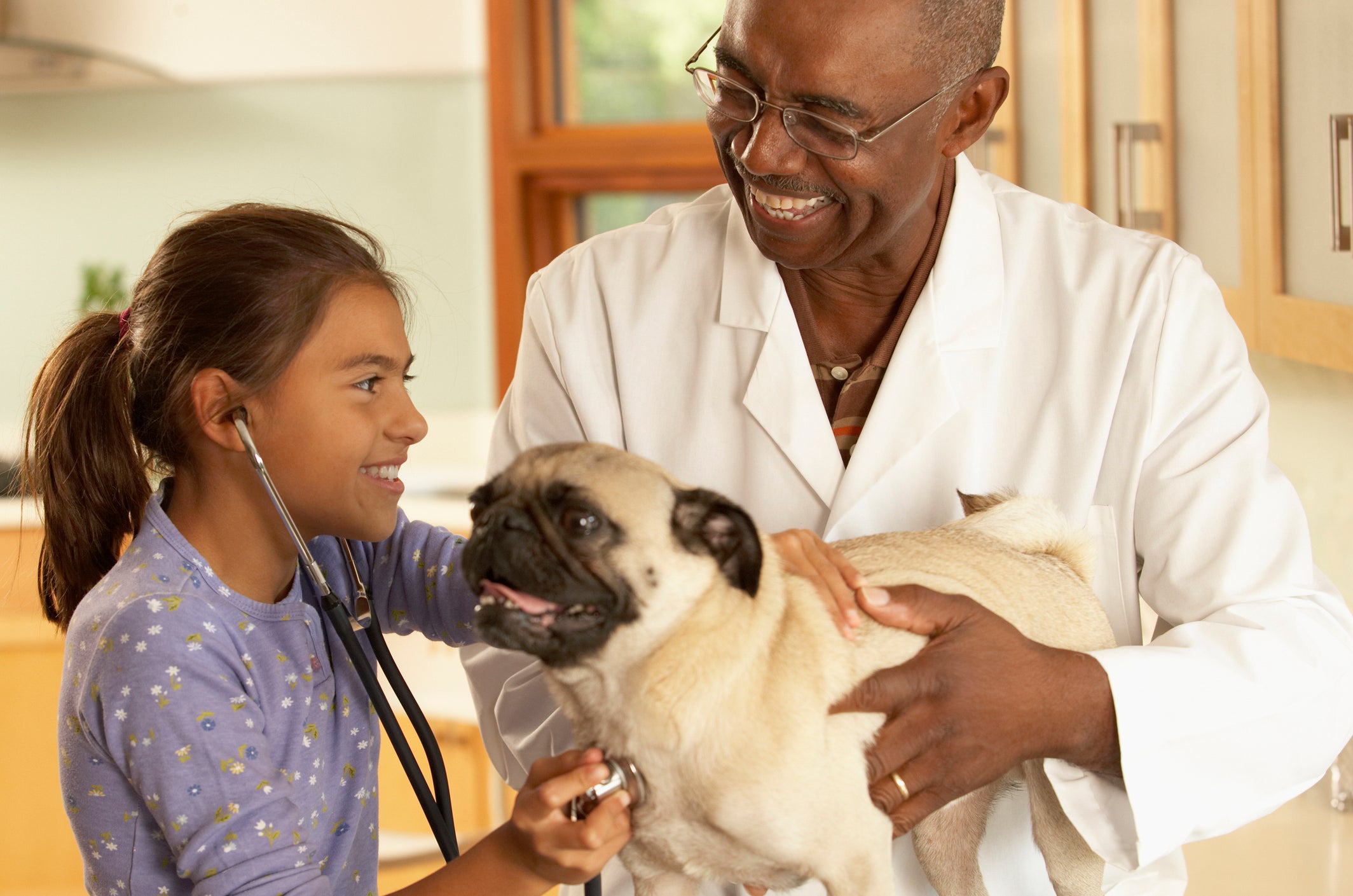 Cão Pug em consultório médico com veterinário e menina