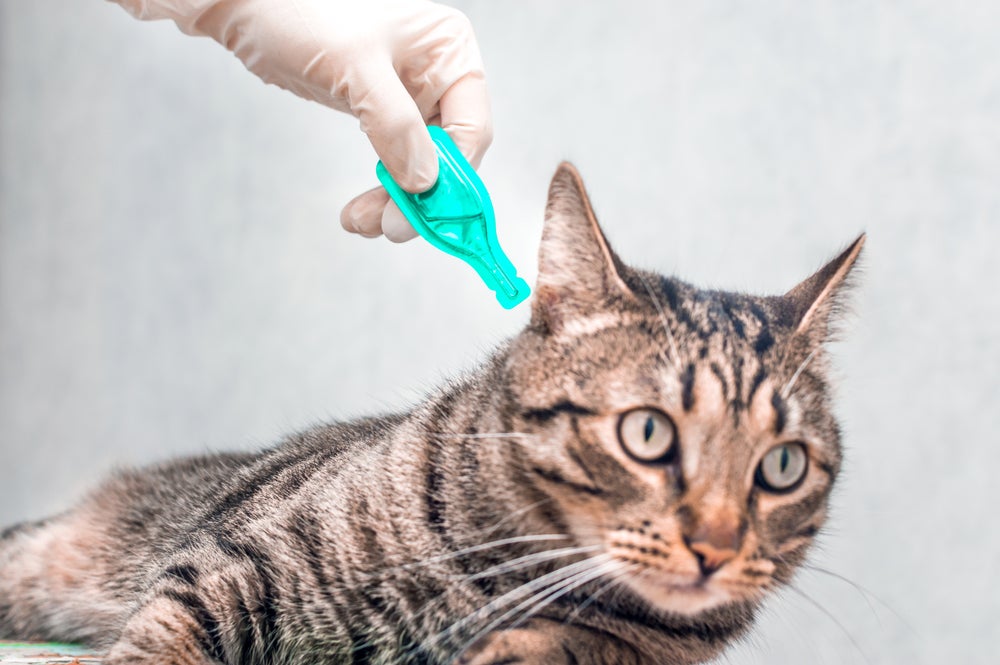 pessoa colocando remédio para pulga de gato em gato