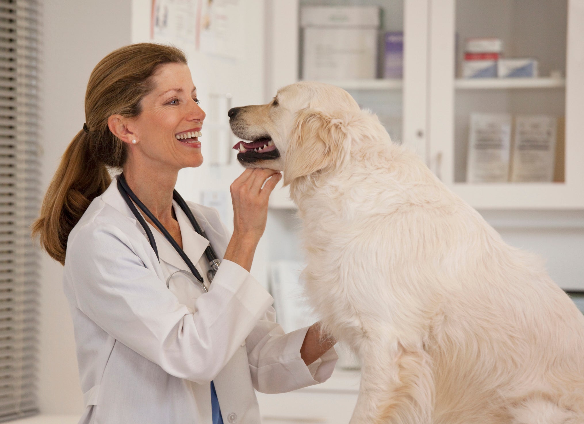 Veterinária fazendo carinho em cachorro Labrador peludo grande em consultório médico