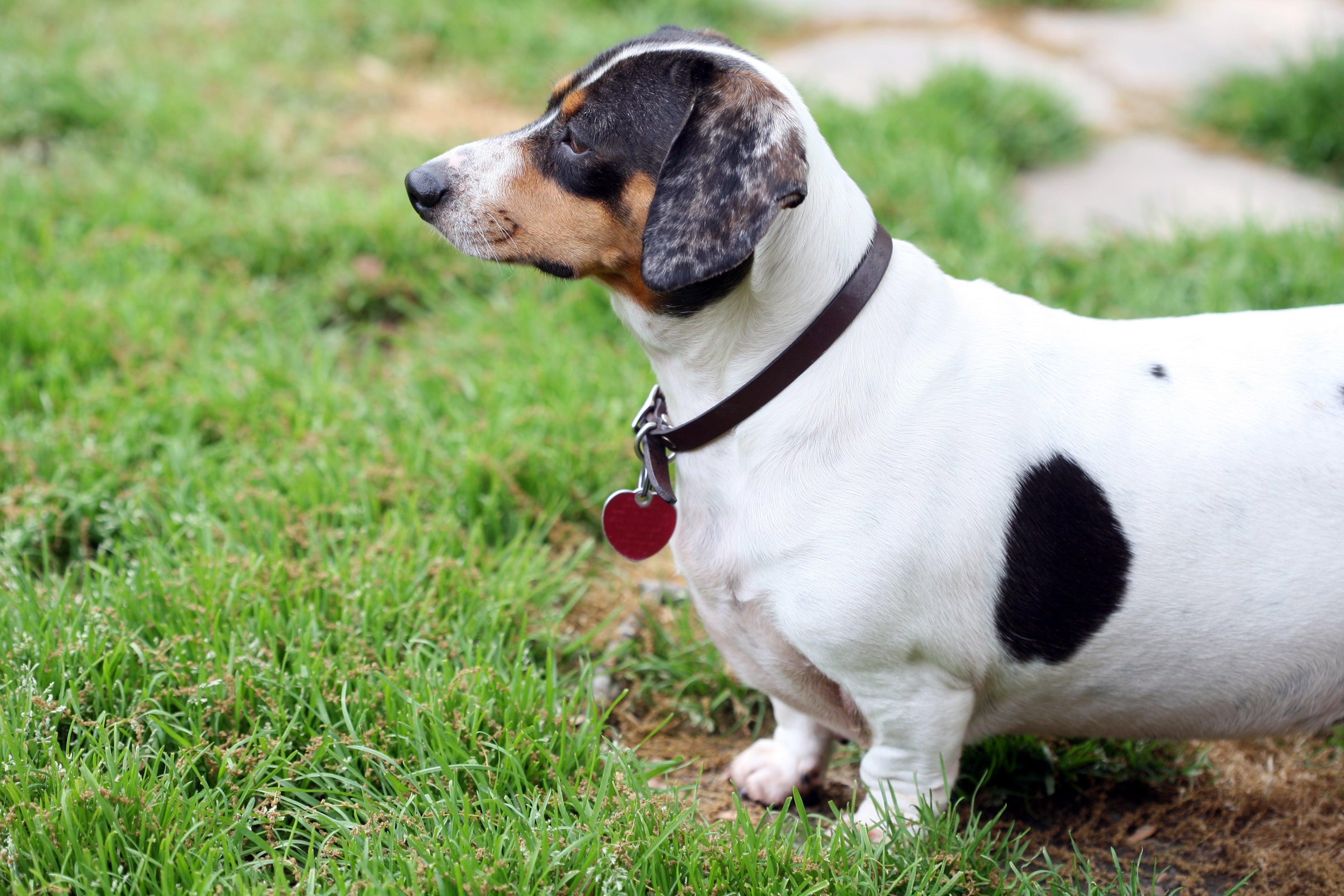 Cão Dachshund branco com manchas escuras acima do peso usando uma coleira e em cima de terra e grama