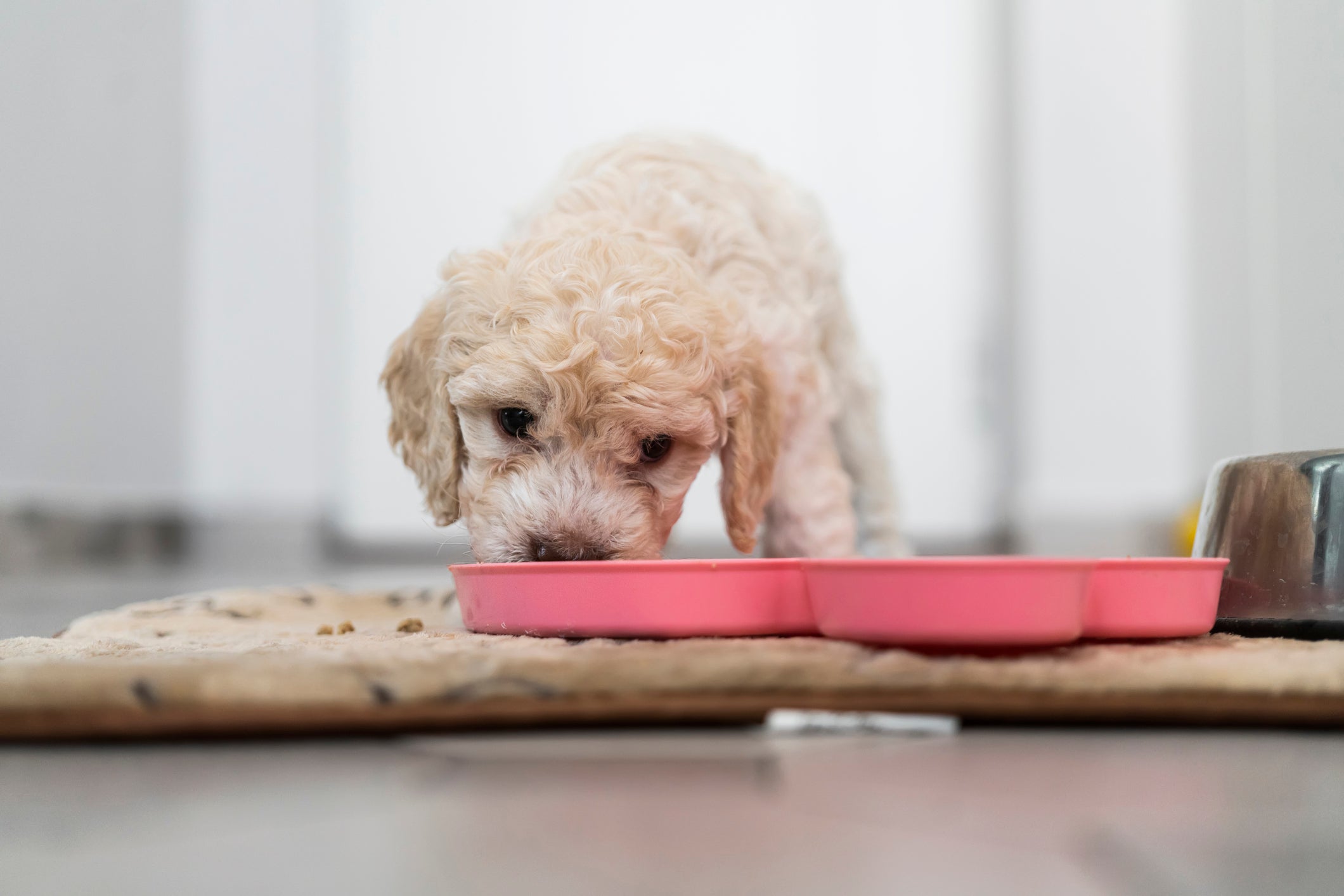 Cãozinho branco peludo comendo ração em pote rosa